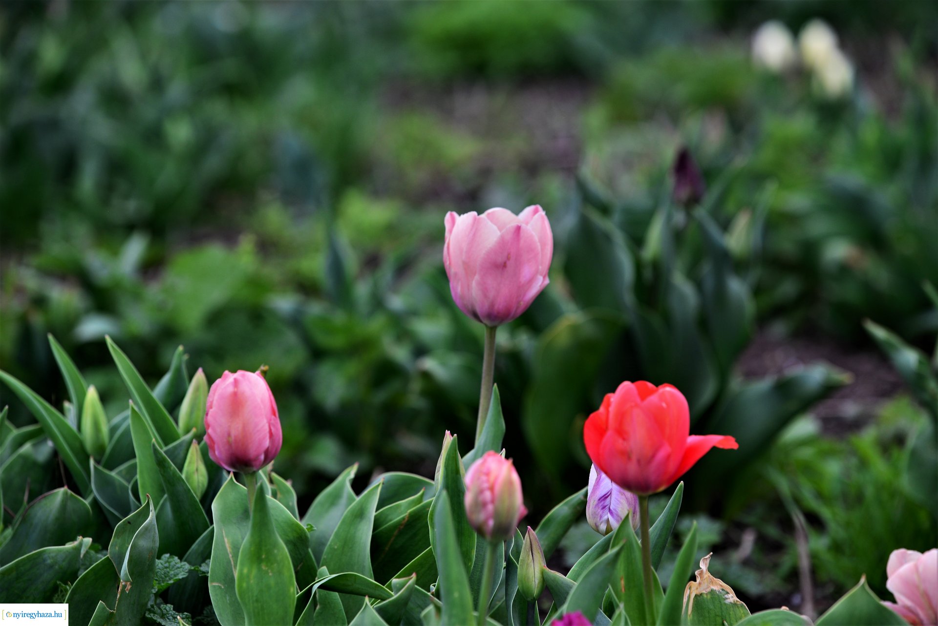 Tulipánszüret Nyíregyháza határában