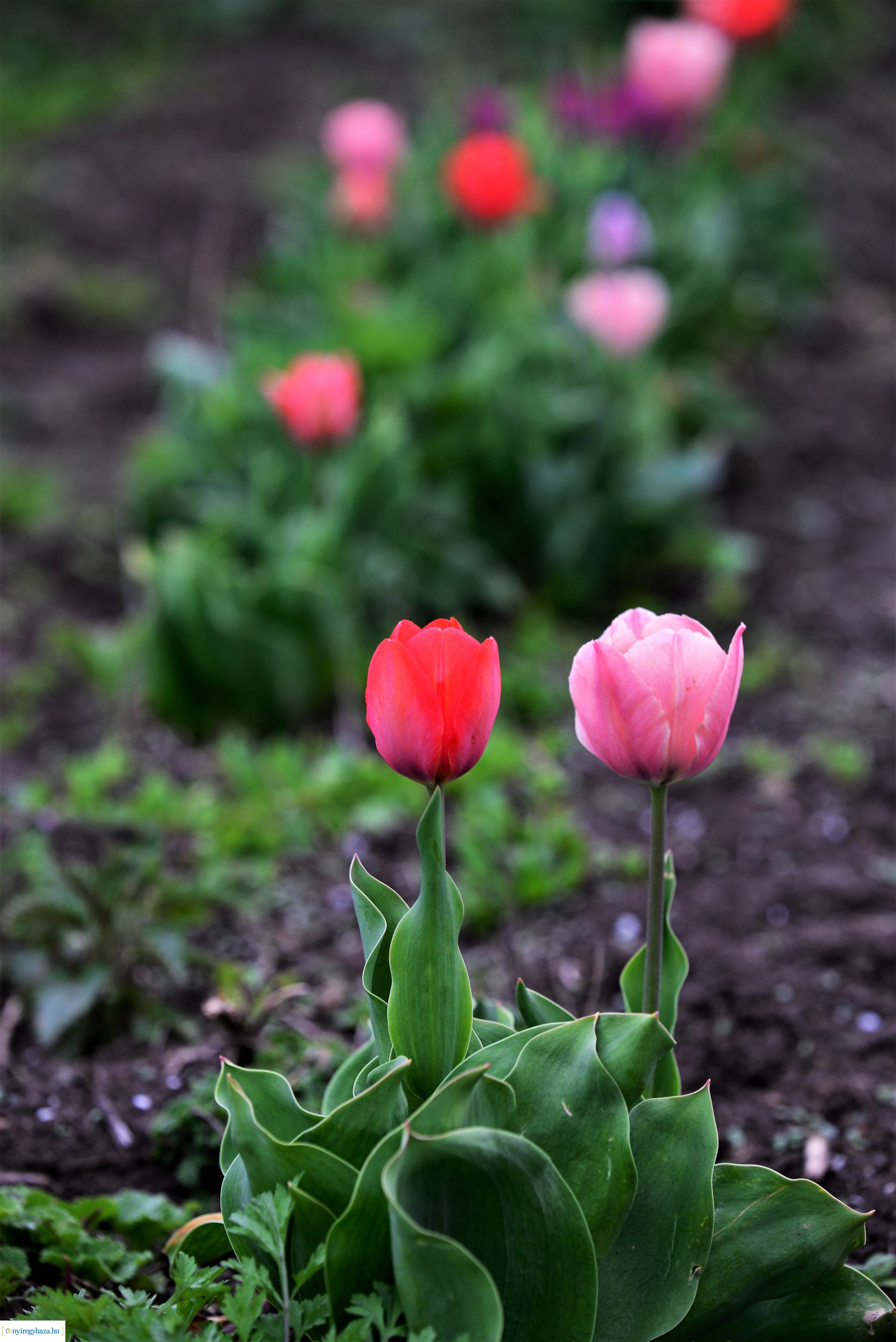 Tulipánszüret Nyíregyháza határában