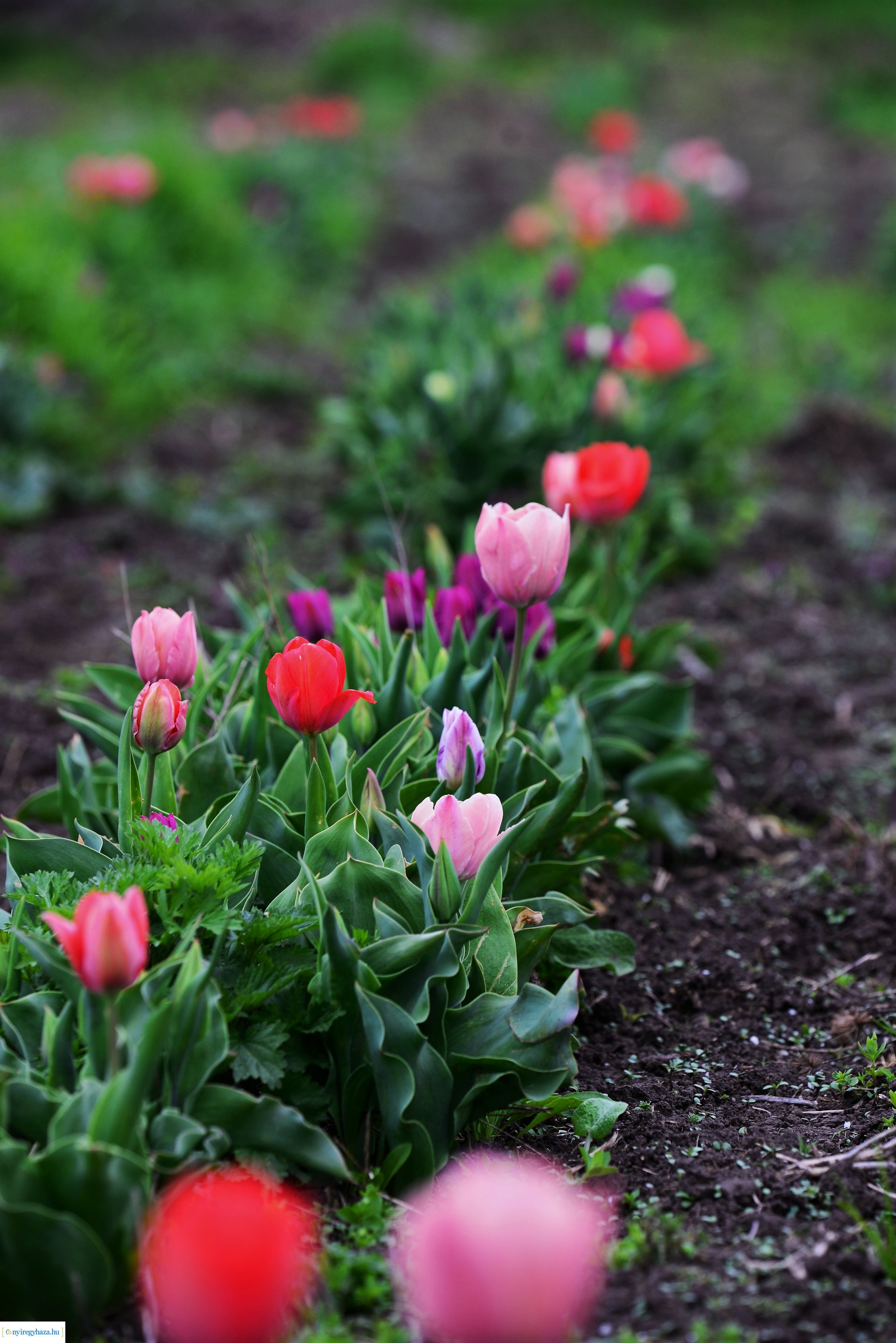 Tulipánszüret Nyíregyháza határában