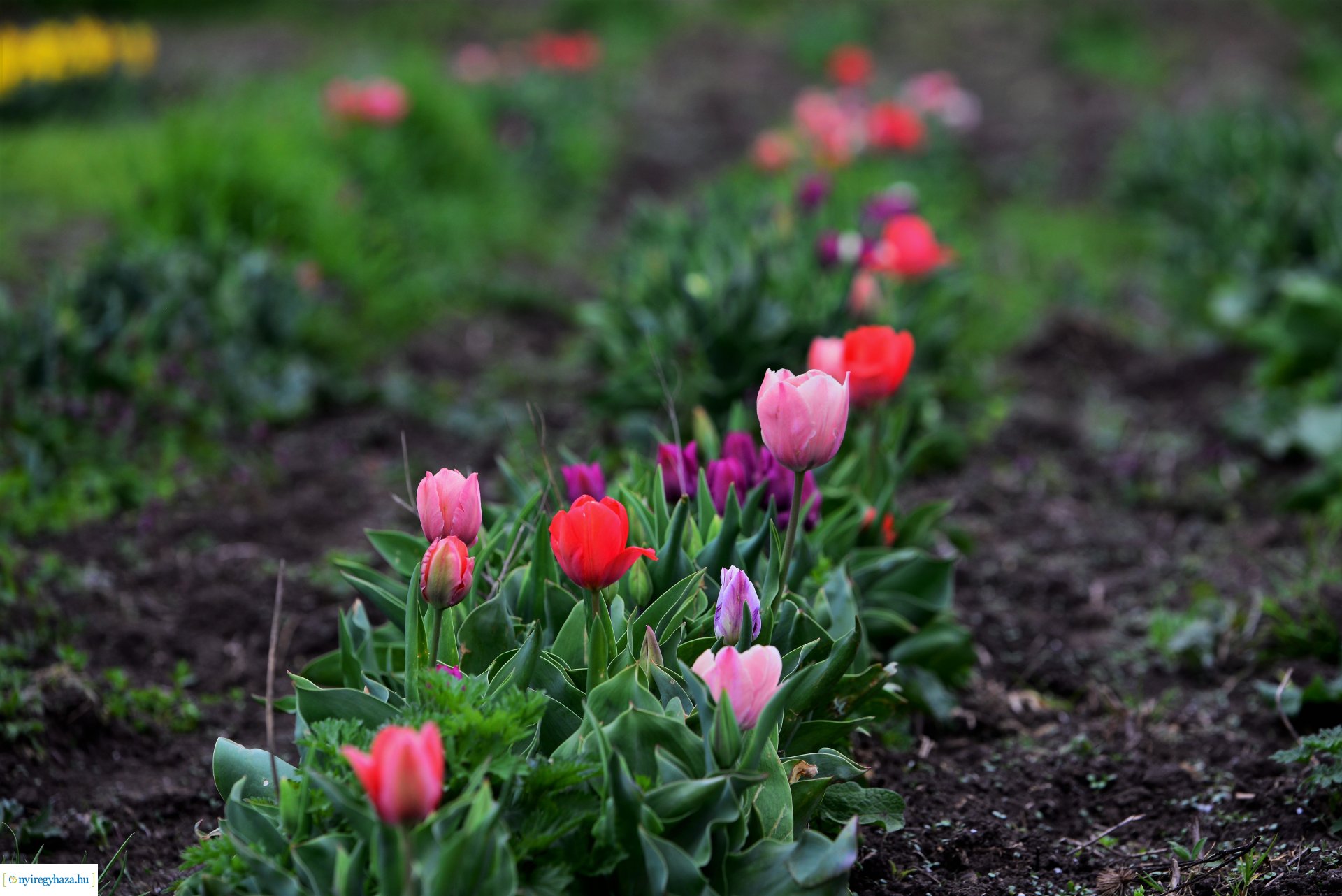 Tulipánszüret Nyíregyháza határában