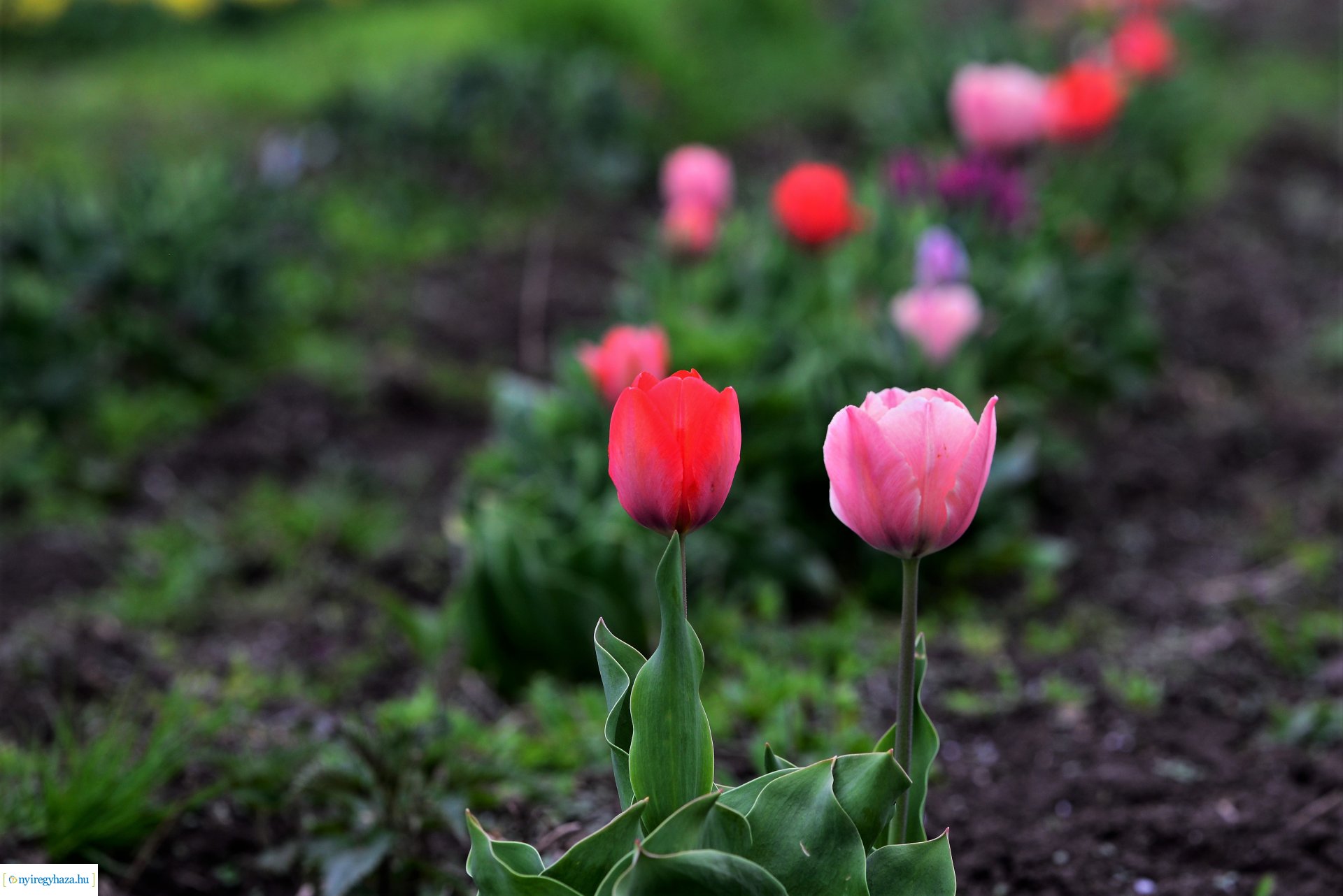 Tulipánszüret Nyíregyháza határában
