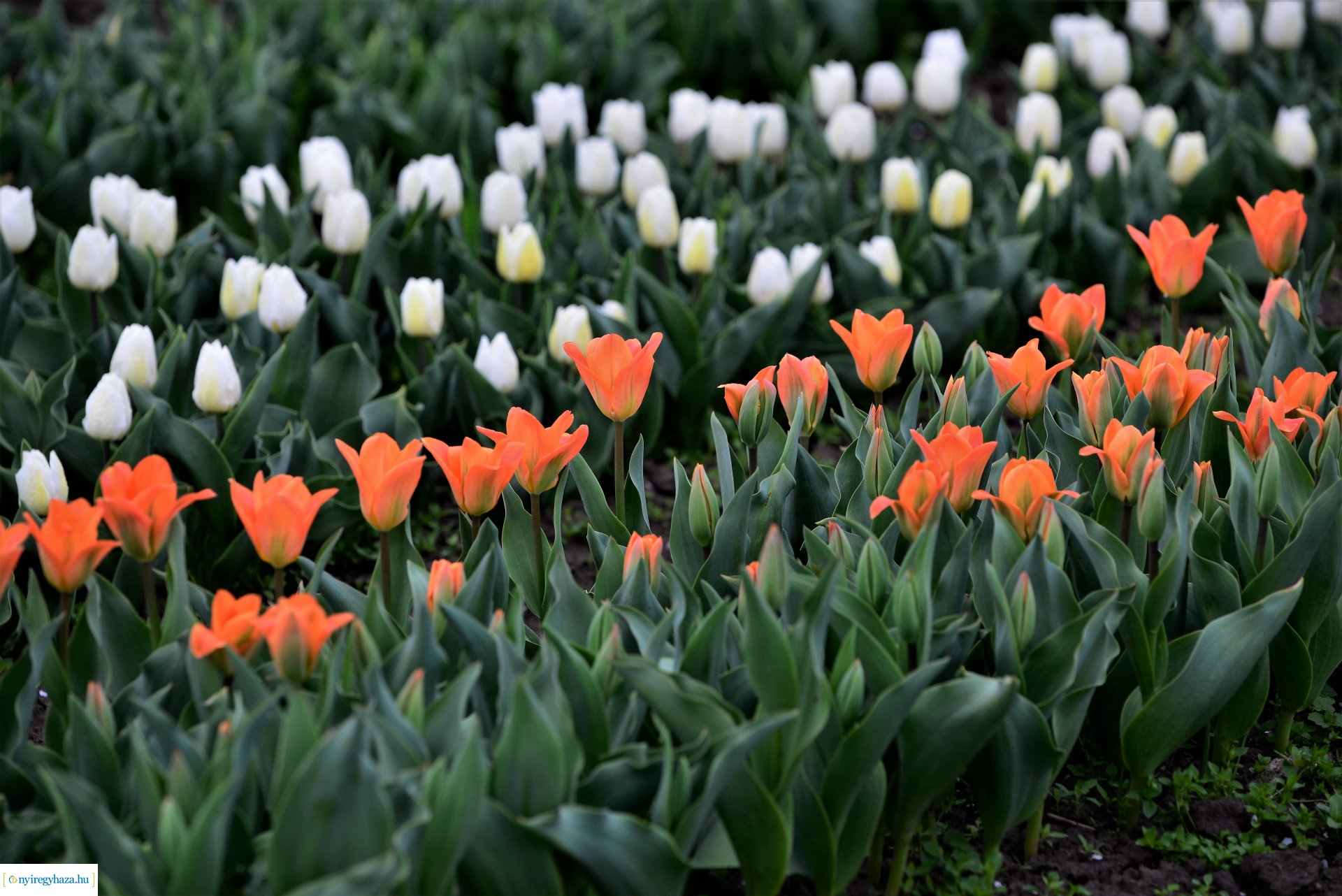Tulipánszüret Nyíregyháza határában