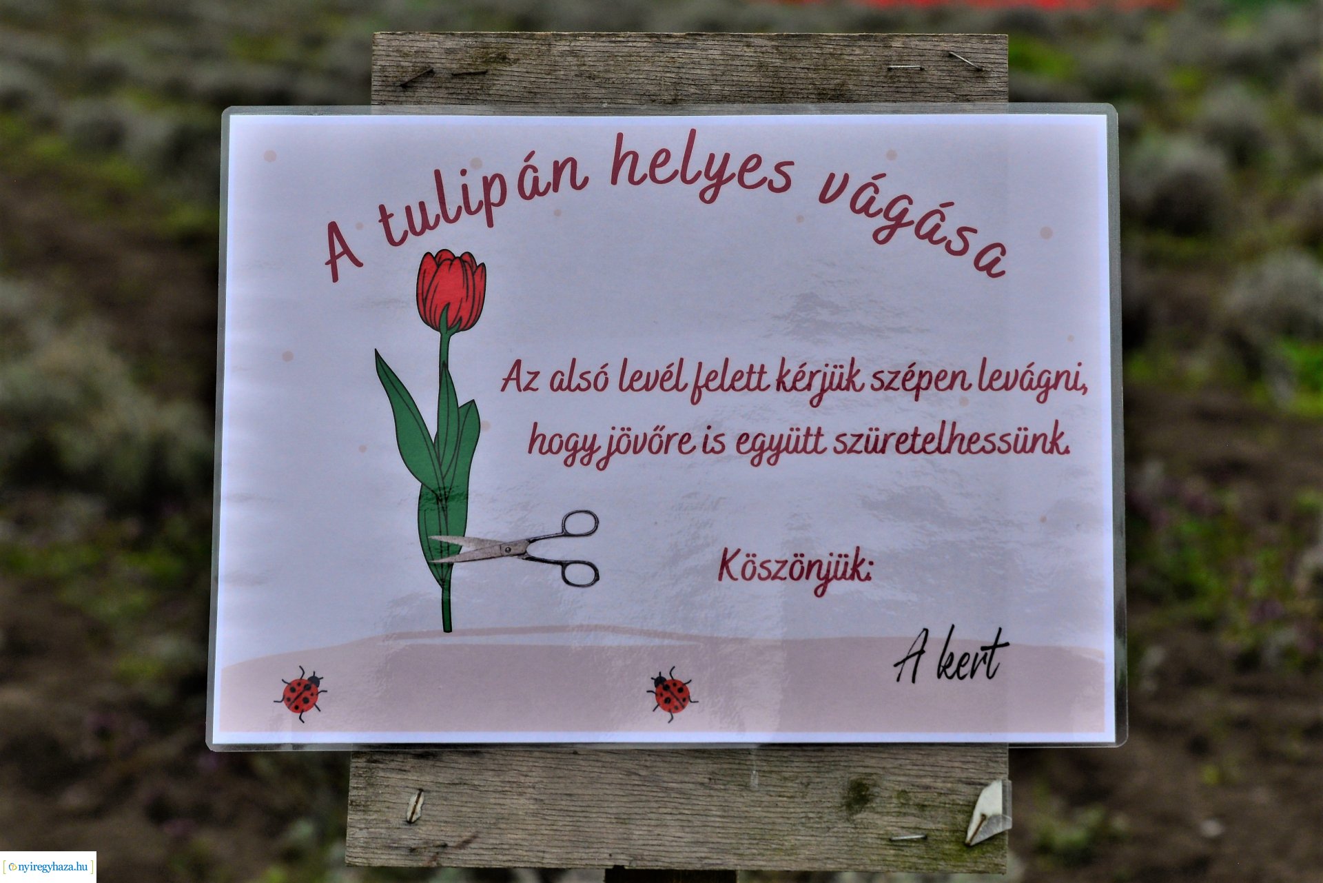 Tulipánszüret Nyíregyháza határában