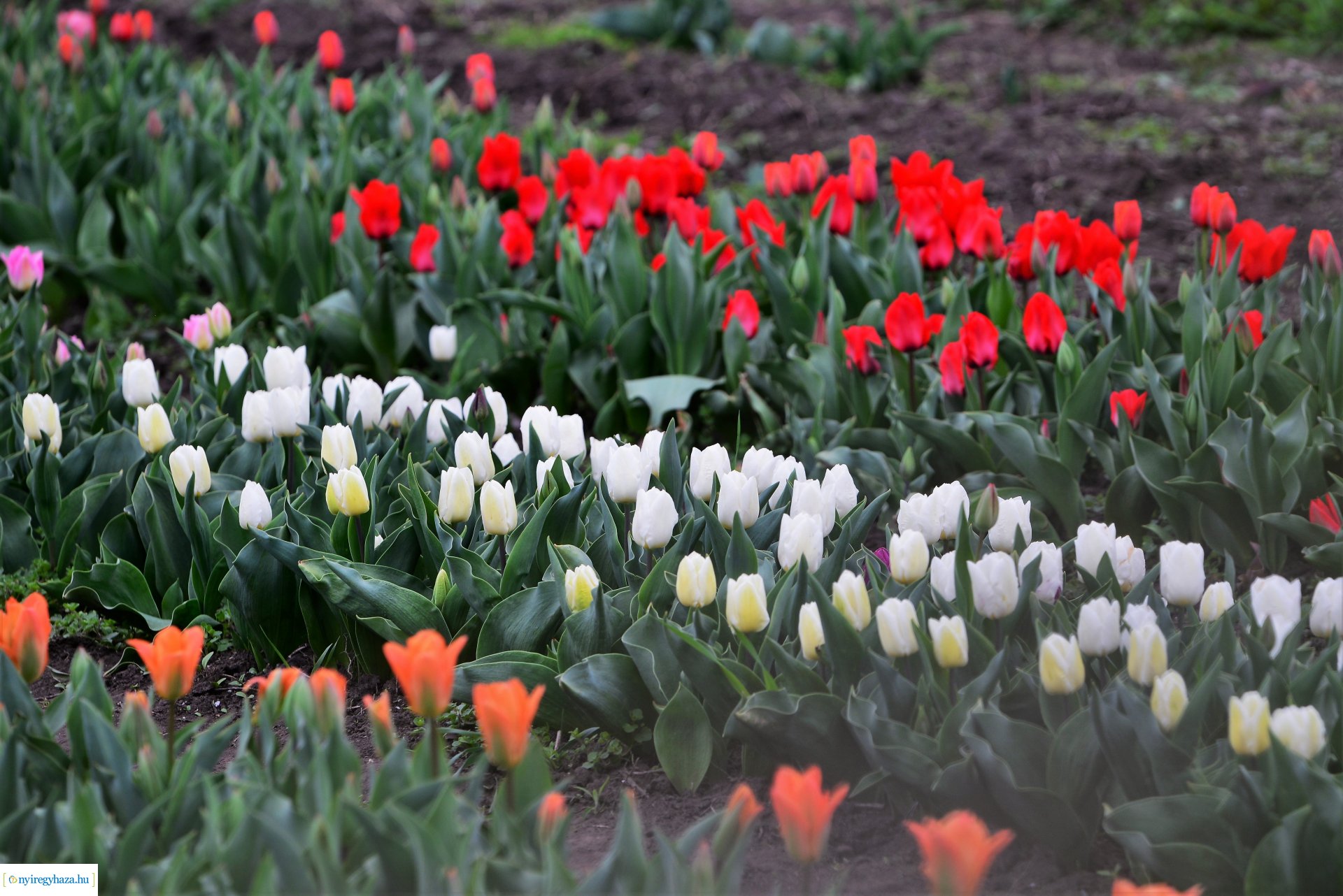 Tulipánszüret Nyíregyháza határában