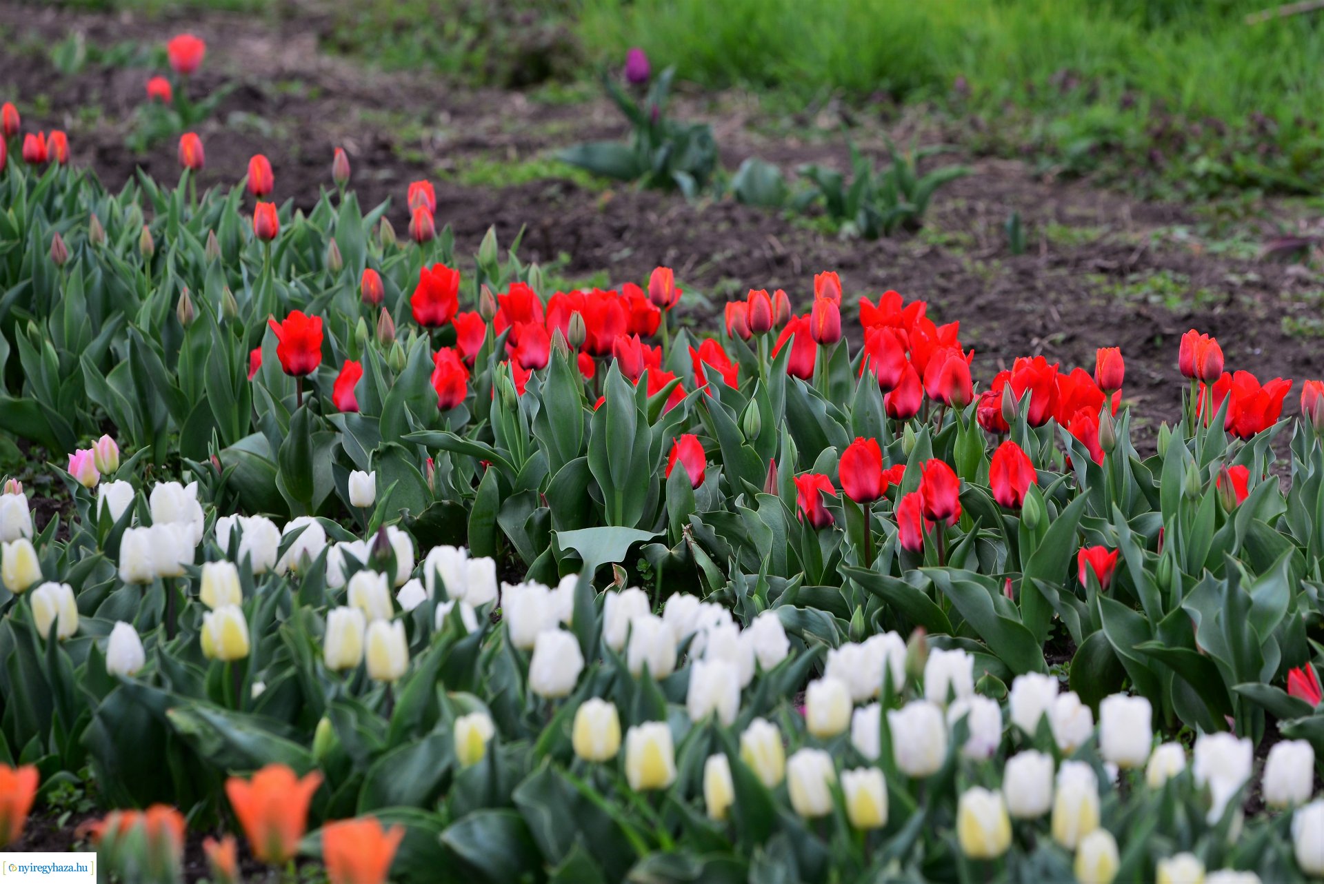 Tulipánszüret Nyíregyháza határában