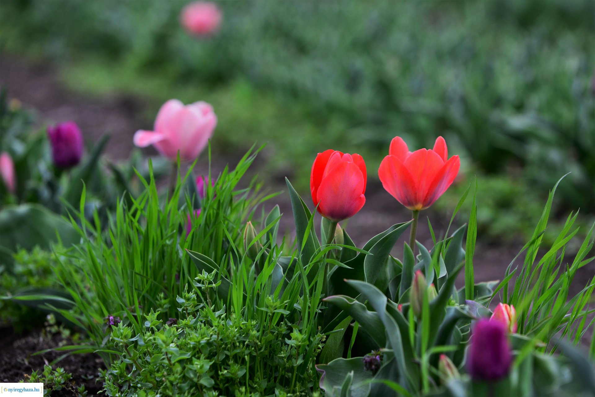 Tulipánszüret Nyíregyháza határában