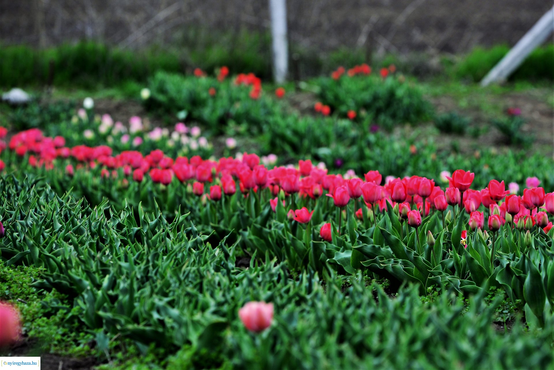 Tulipánszüret Nyíregyháza határában