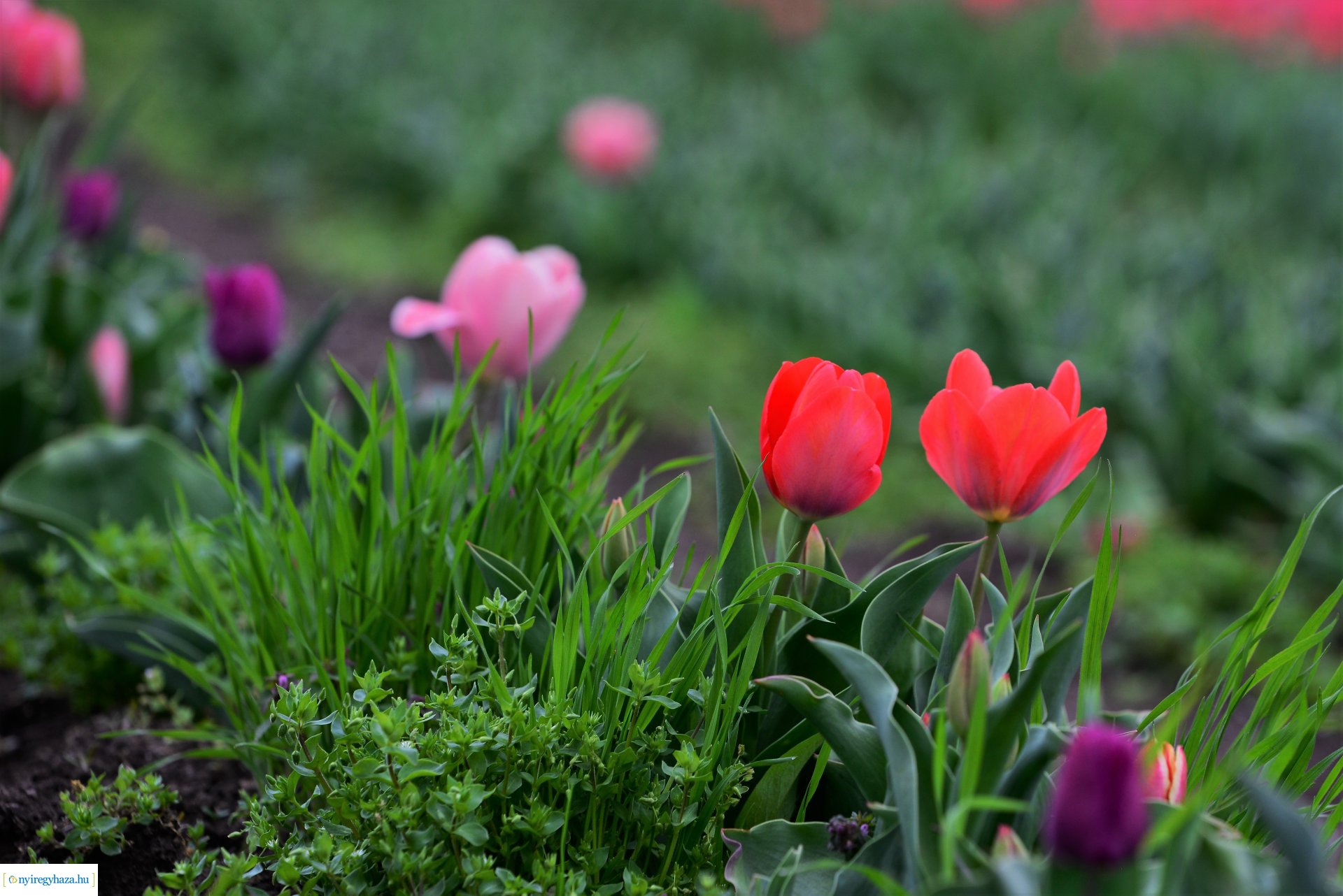 Tulipánszüret Nyíregyháza határában