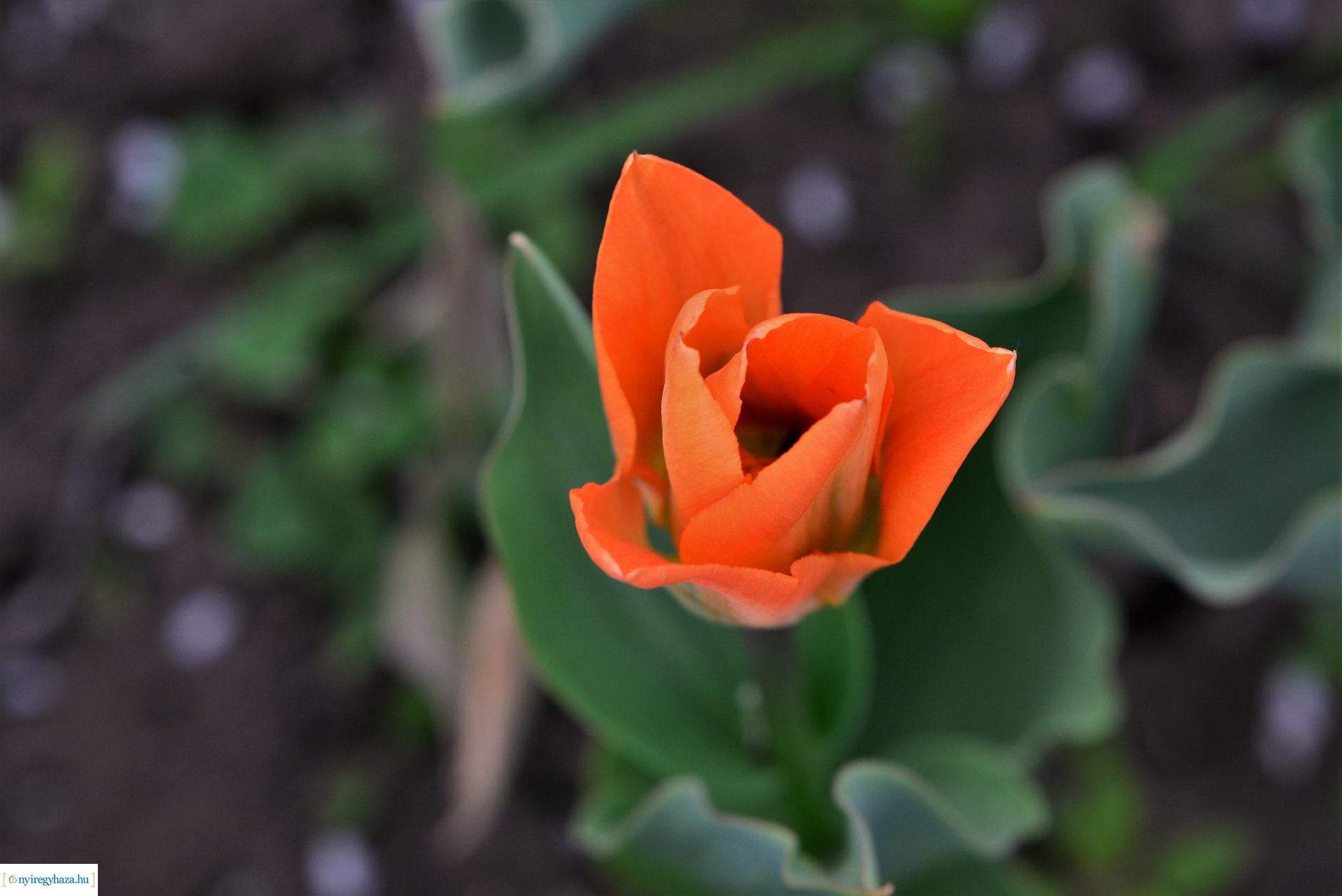 Tulipánszüret Nyíregyháza határában