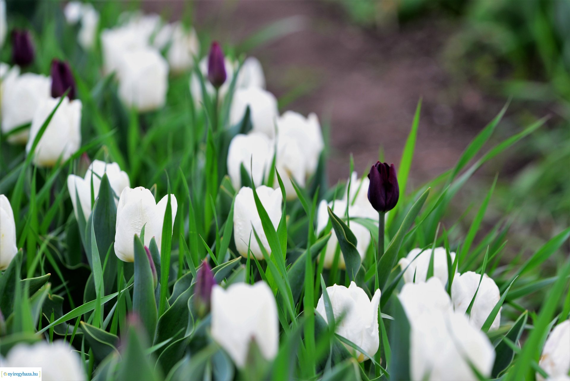 Tulipánszüret Nyíregyháza határában