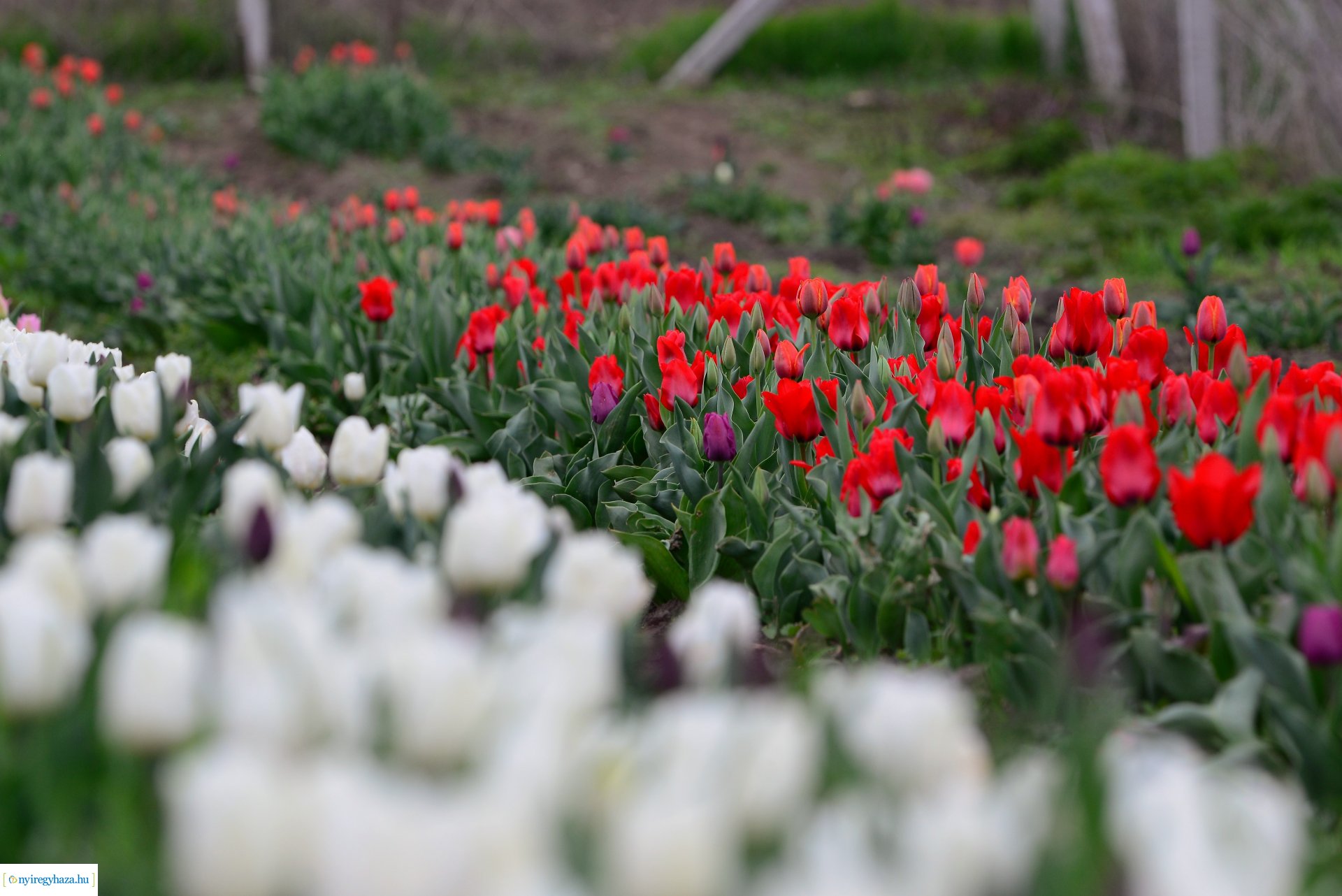 Tulipánszüret Nyíregyháza határában