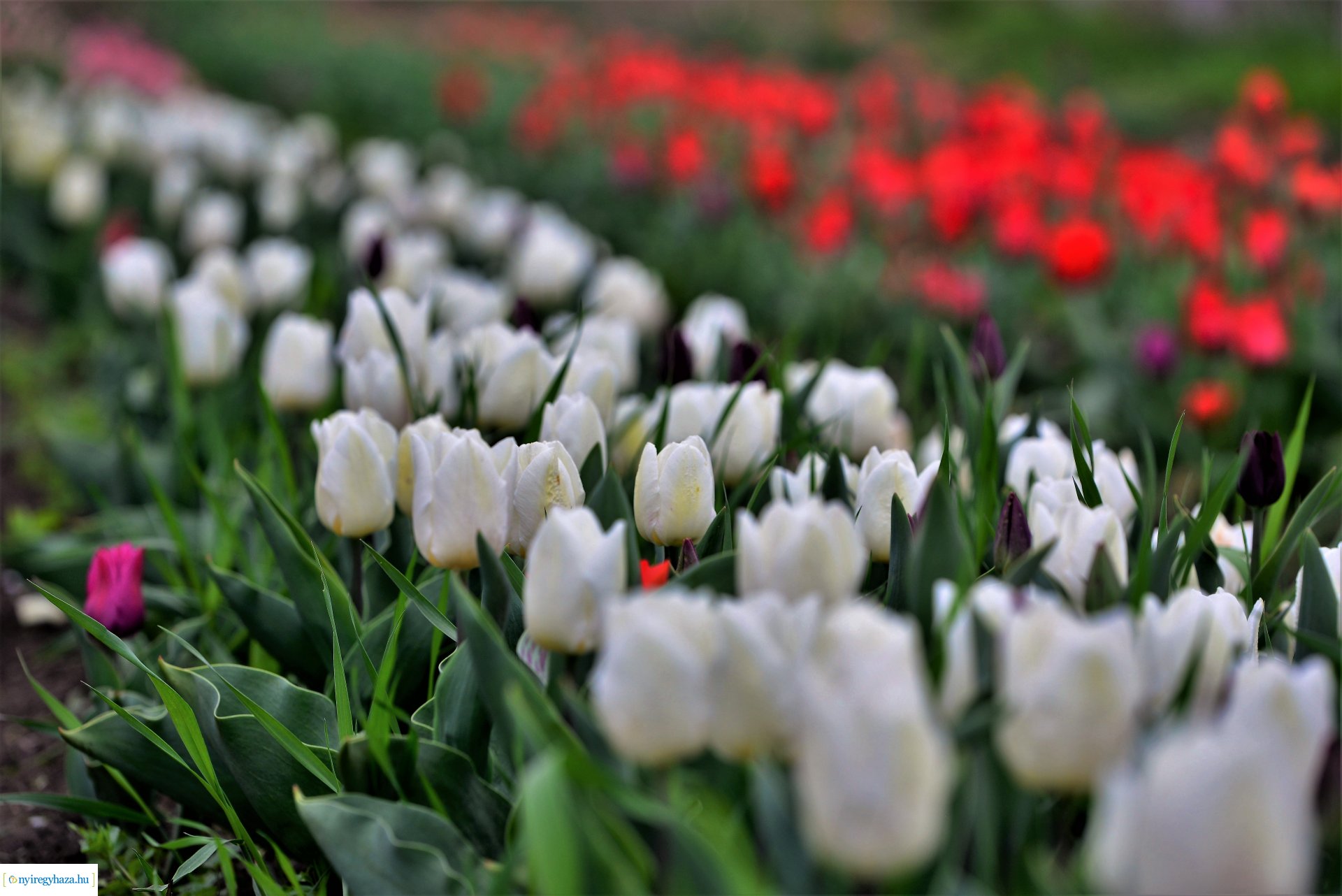 Tulipánszüret Nyíregyháza határában