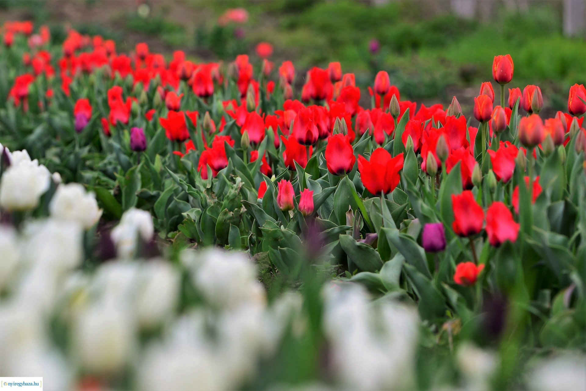 Tulipánszüret Nyíregyháza határában
