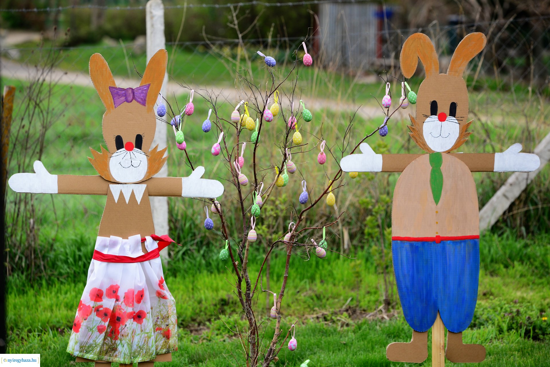 Tulipánszüret Nyíregyháza határában