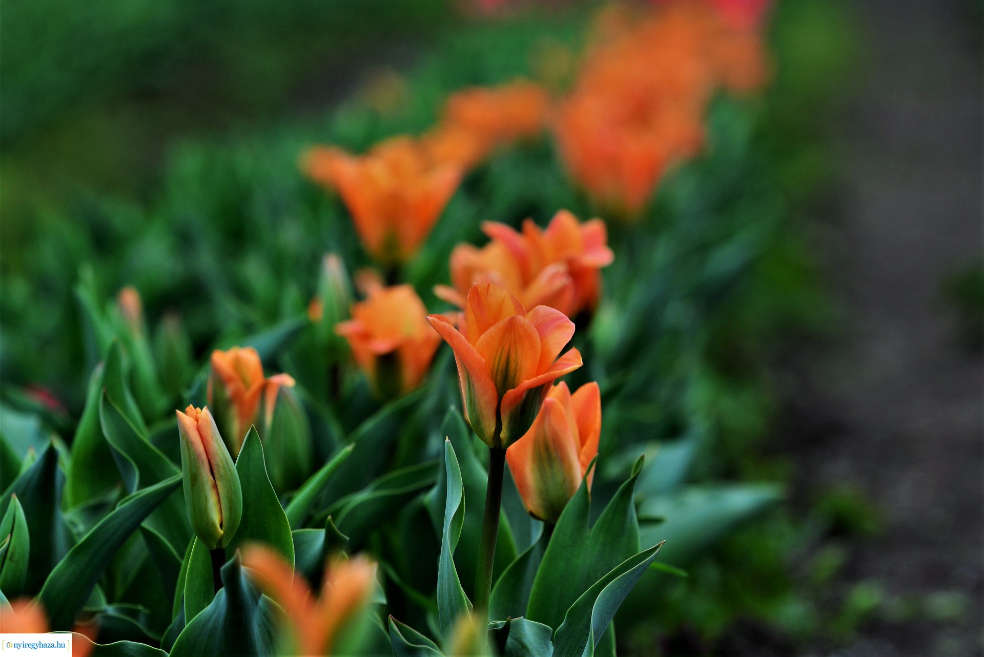 Tulipánszüret Nyíregyháza határában