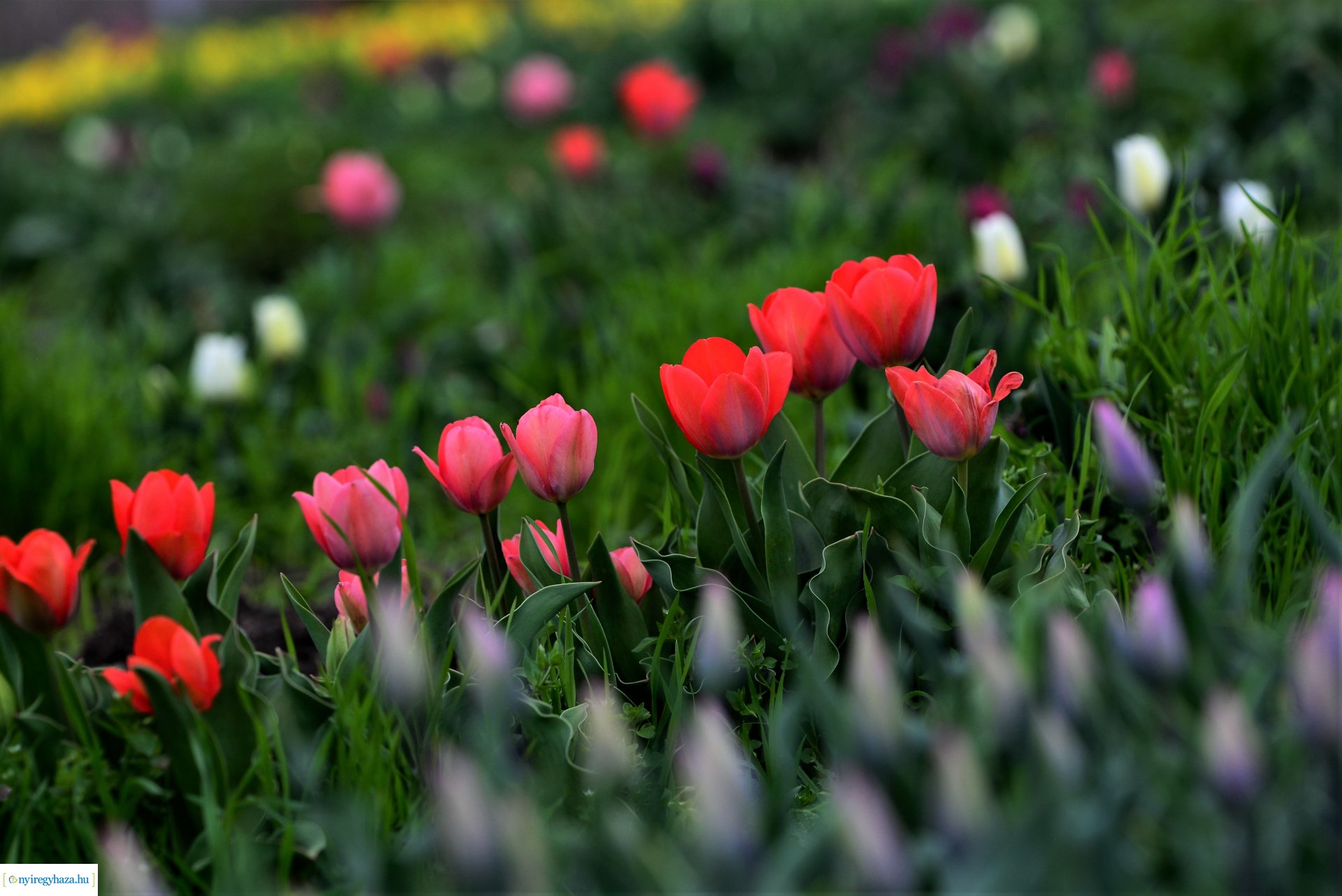 Tulipánszüret Nyíregyháza határában