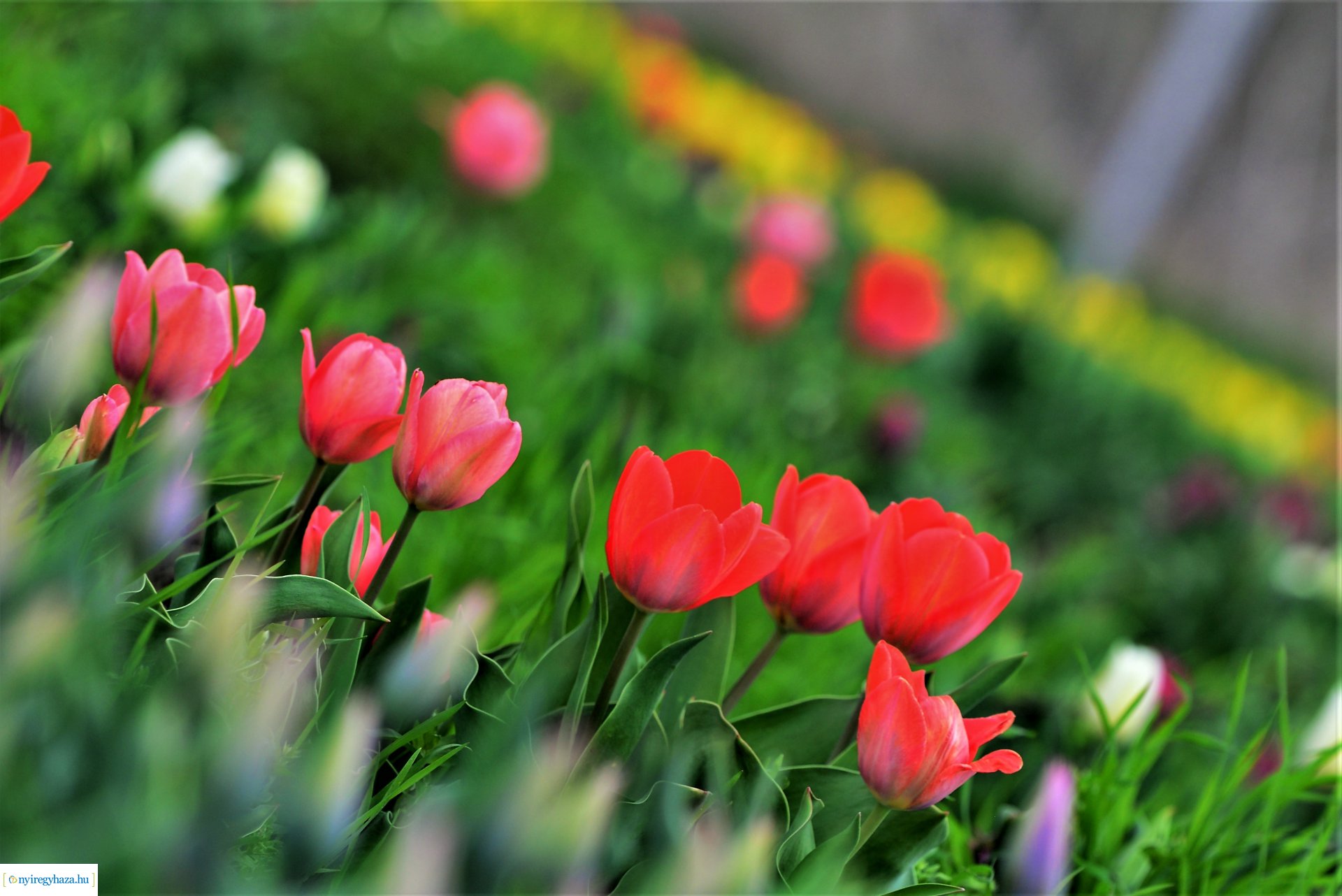 Tulipánszüret Nyíregyháza határában