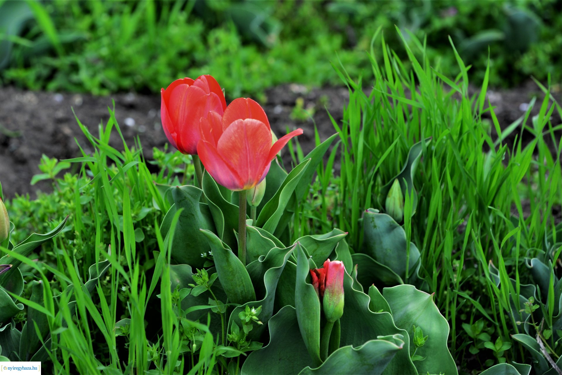 Tulipánszüret Nyíregyháza határában
