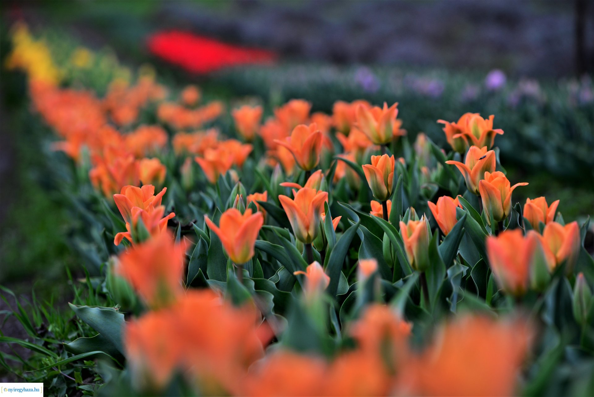 Tulipánszüret Nyíregyháza határában