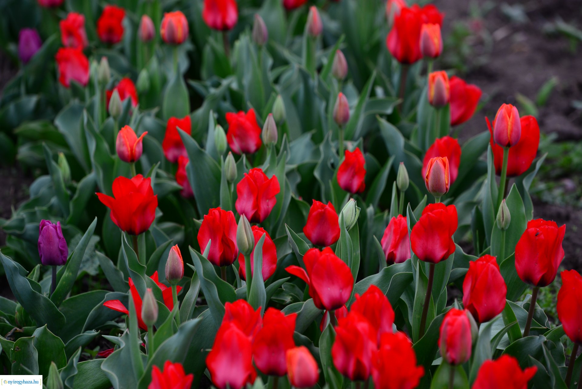 Tulipánszüret Nyíregyháza határában