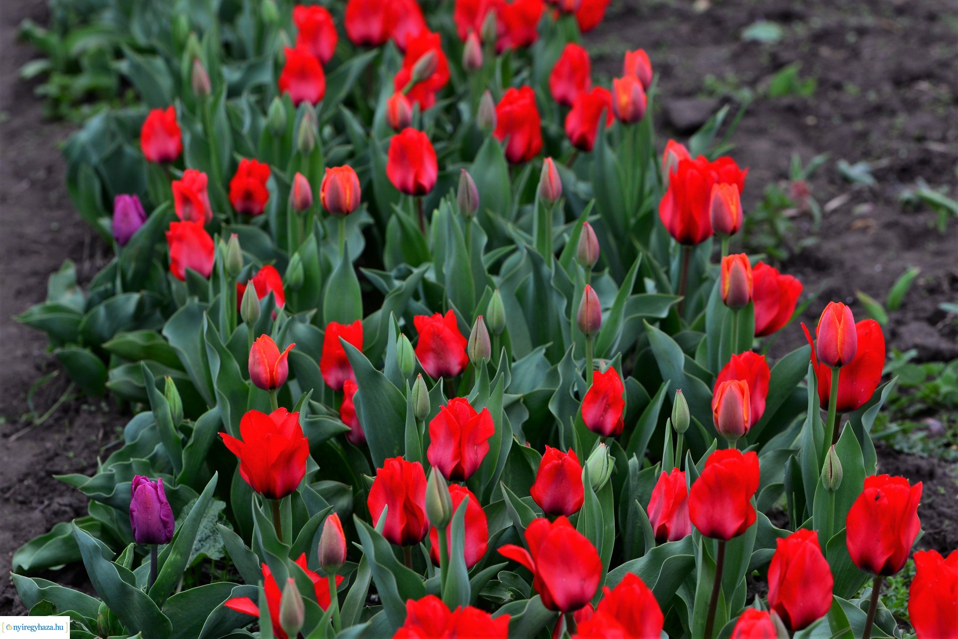 Tulipánszüret Nyíregyháza határában