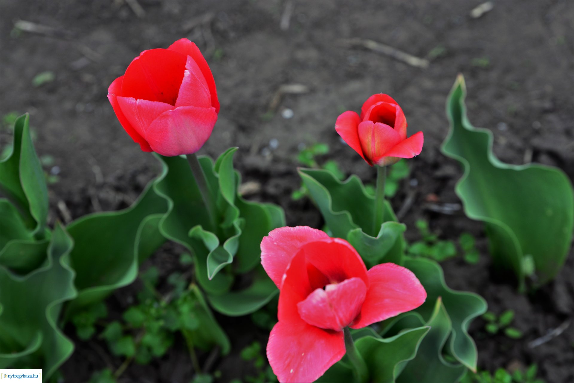 Tulipánszüret Nyíregyháza határában