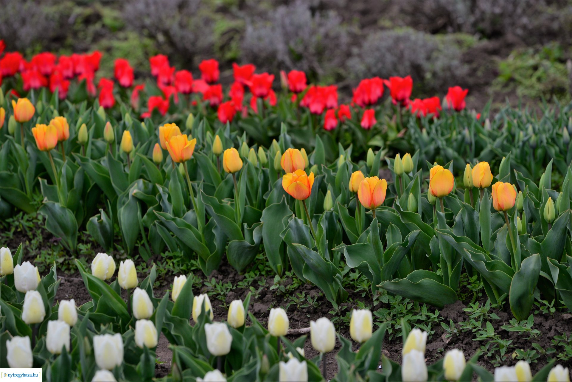 Tulipánszüret Nyíregyháza határában