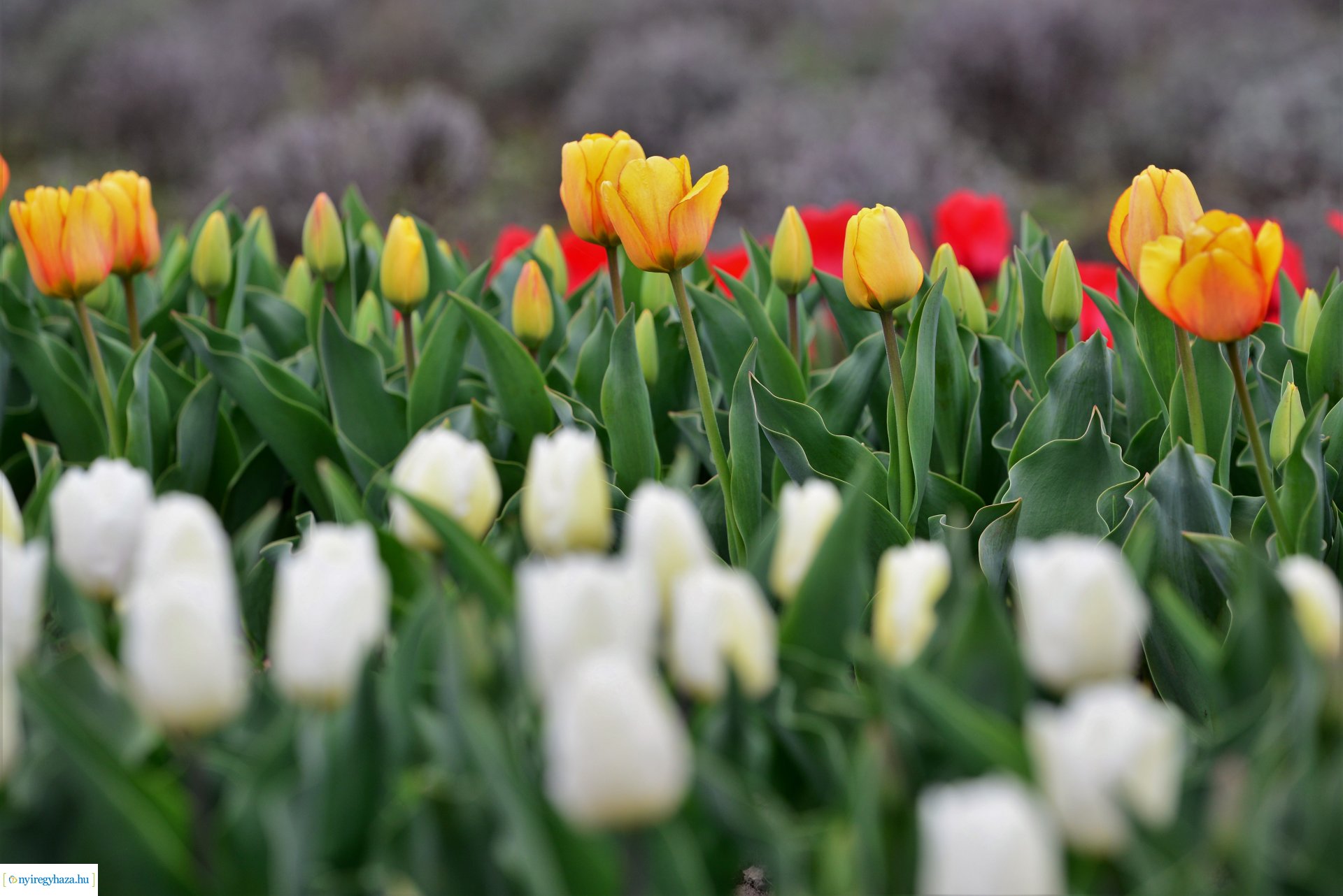 Tulipánszüret Nyíregyháza határában