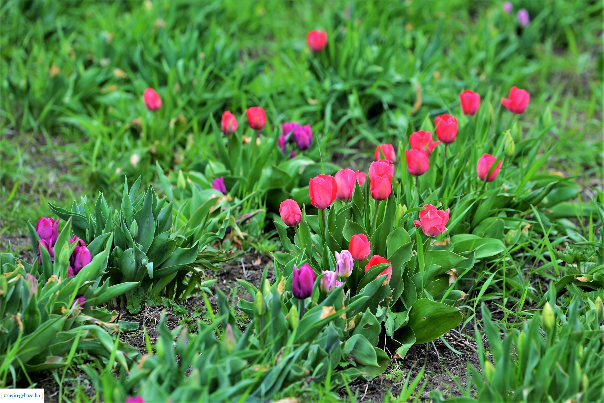 Tulipánszüret Nyíregyháza határában
