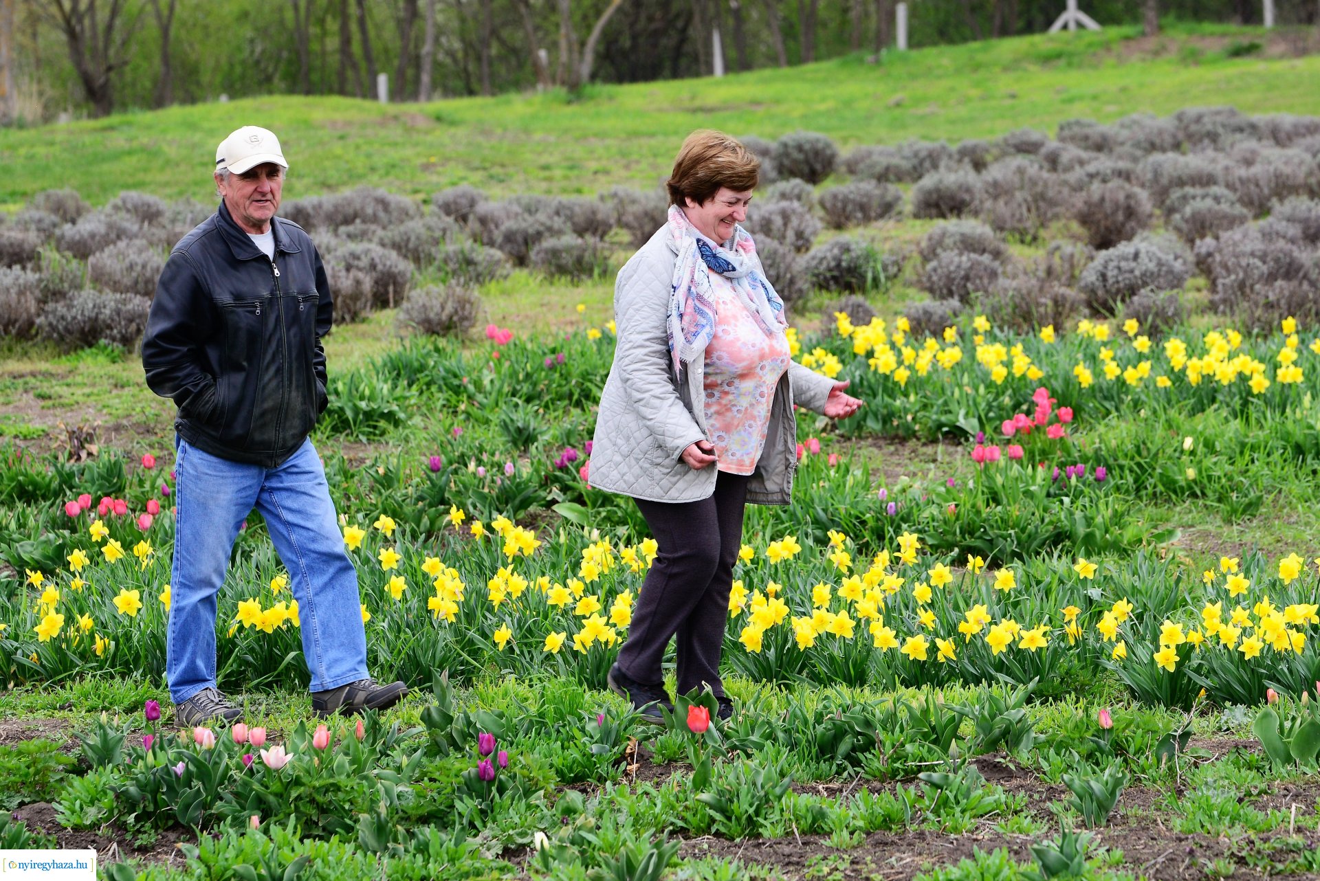 Tulipánszüret Nyíregyháza határában