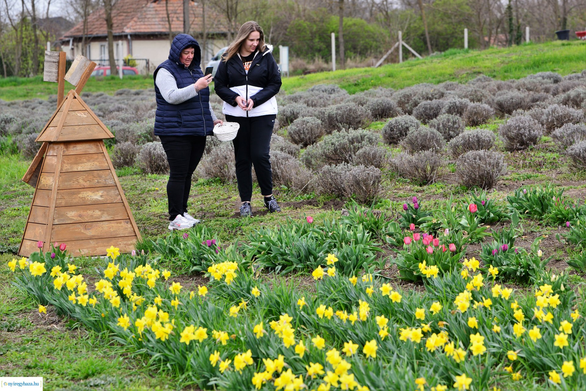 Tulipánszüret Nyíregyháza határában