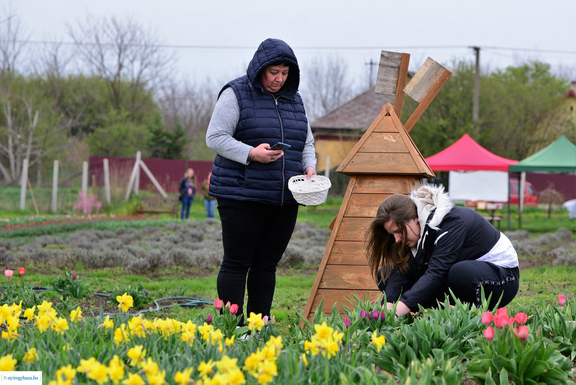 Tulipánszüret Nyíregyháza határában