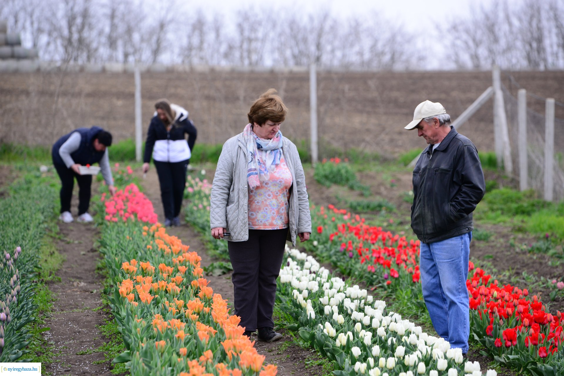 Tulipánszüret Nyíregyháza határában