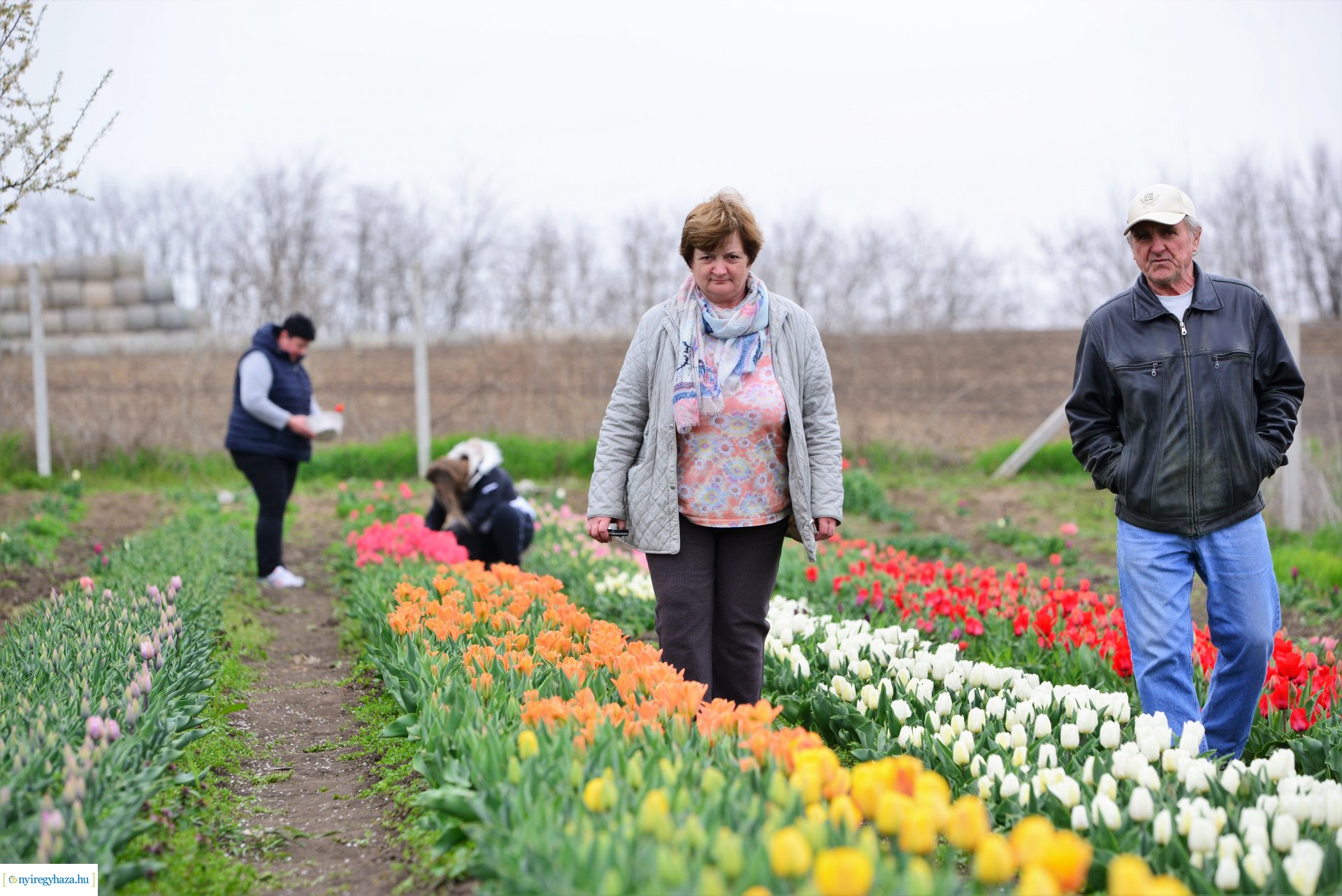 Tulipánszüret Nyíregyháza határában