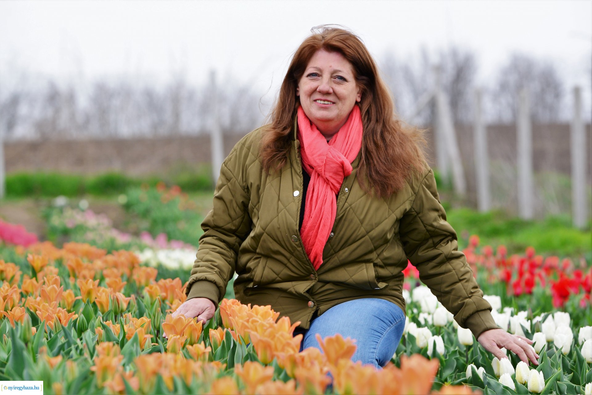 Tulipánszüret Nyíregyháza határában