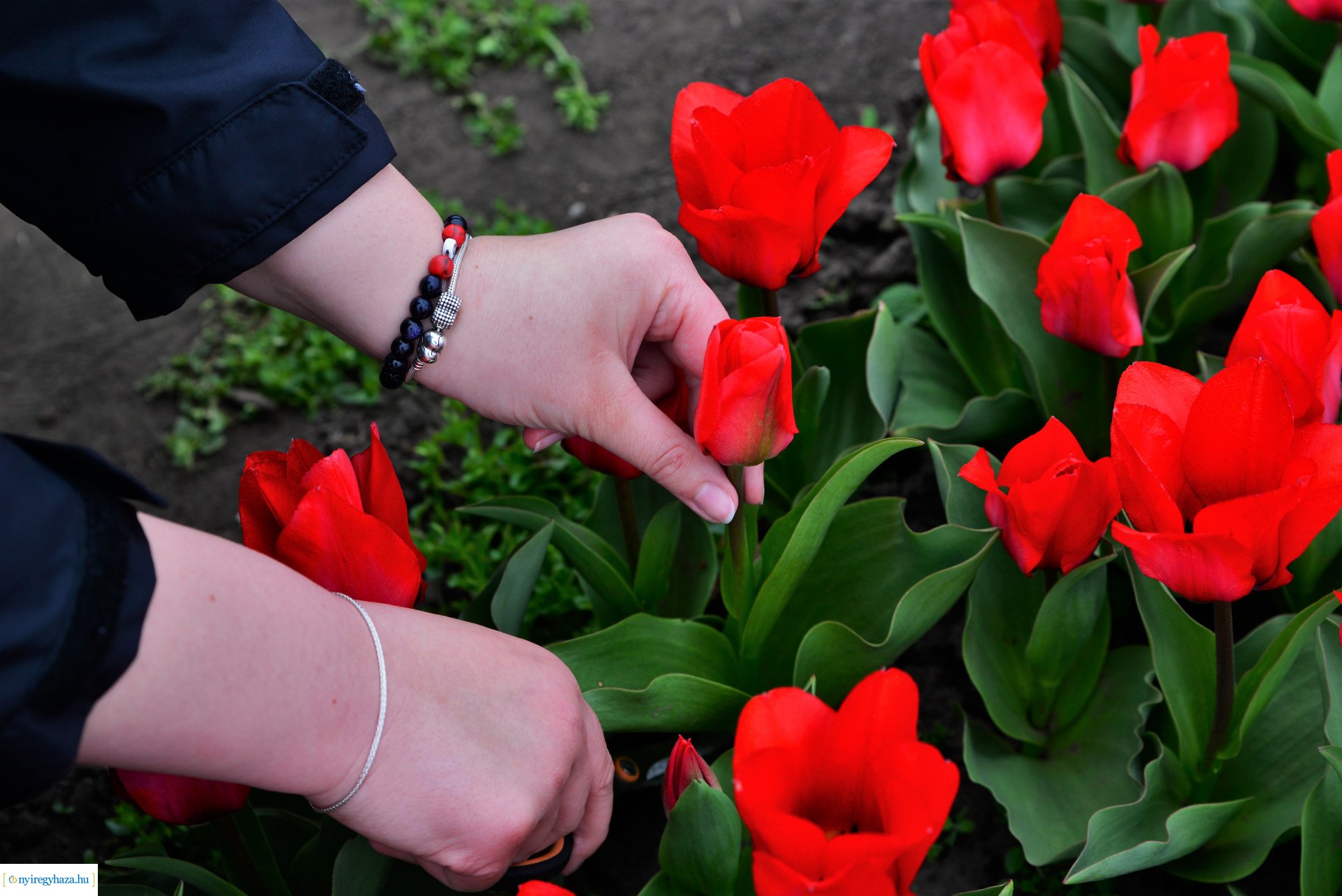 Tulipánszüret Nyíregyháza határában