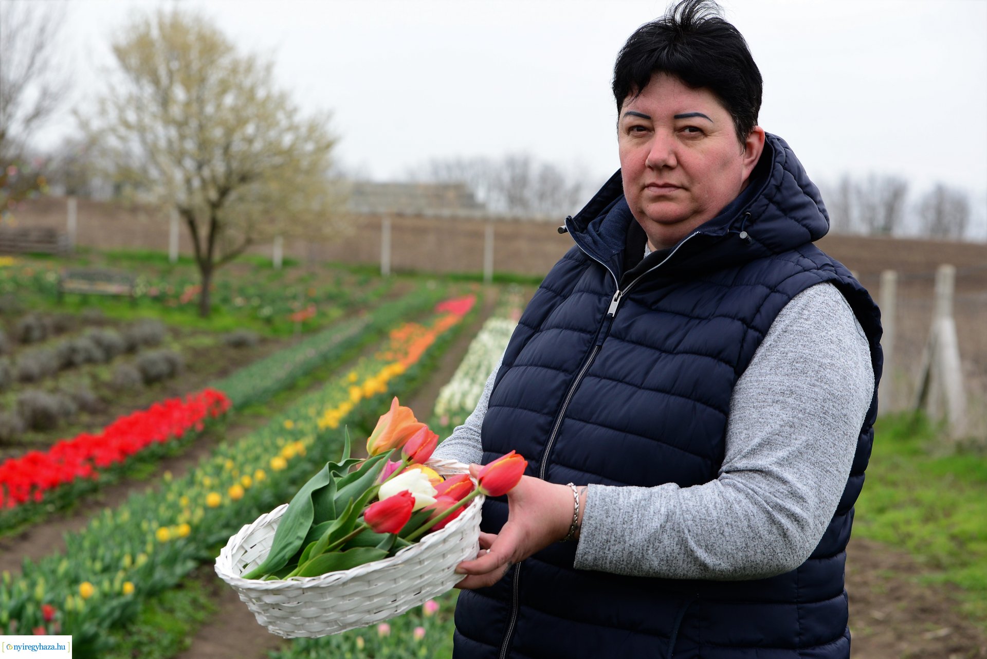 Tulipánszüret Nyíregyháza határában