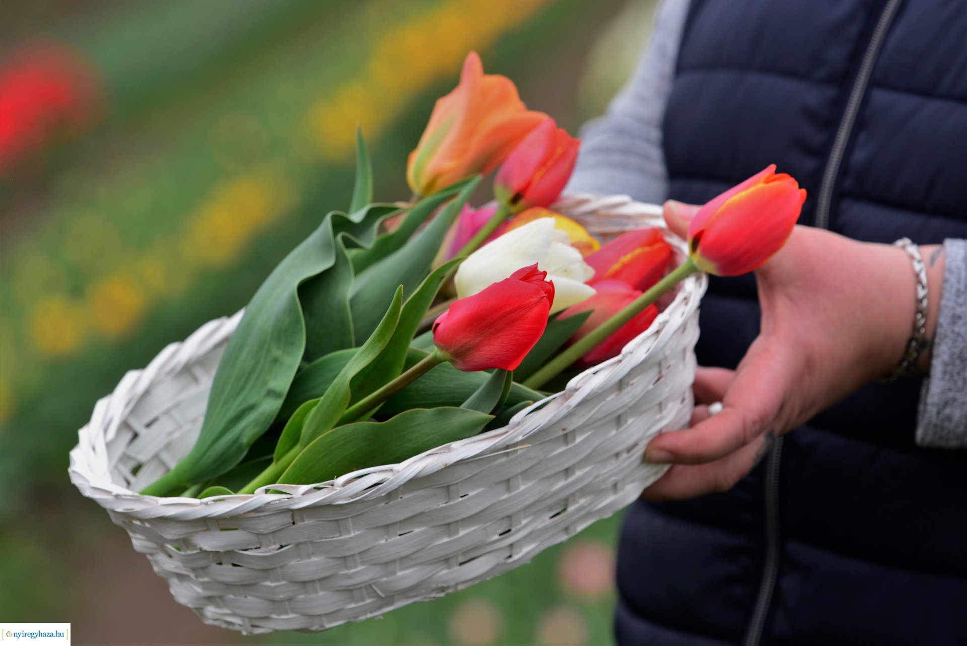 Tulipánszüret Nyíregyháza határában