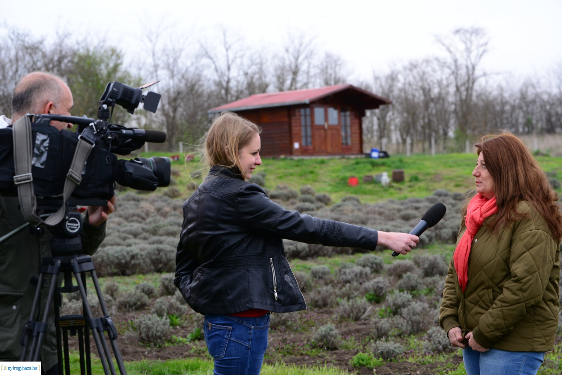 Tulipánszüret Nyíregyháza határában
