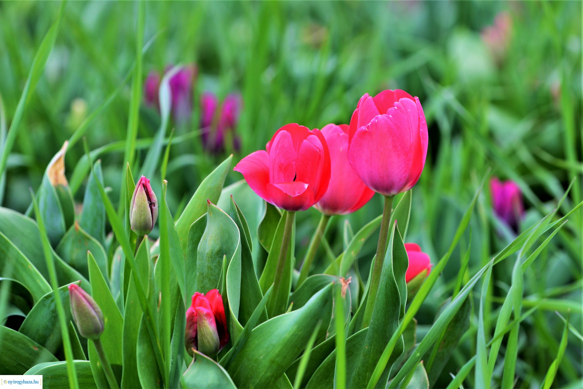 Tulipánszüret Nyíregyháza határában