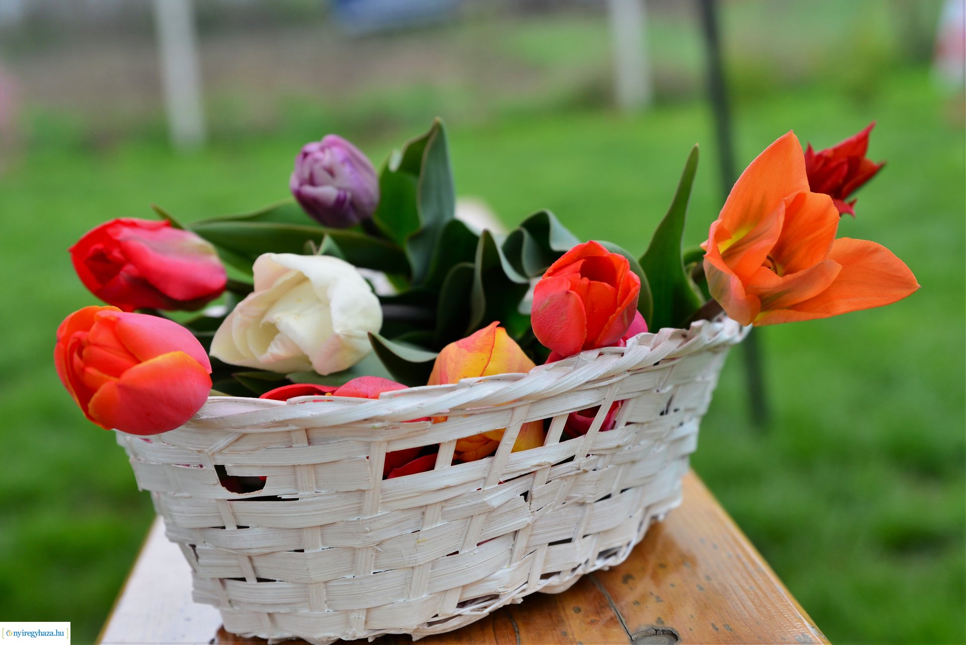 Tulipánszüret Nyíregyháza határában