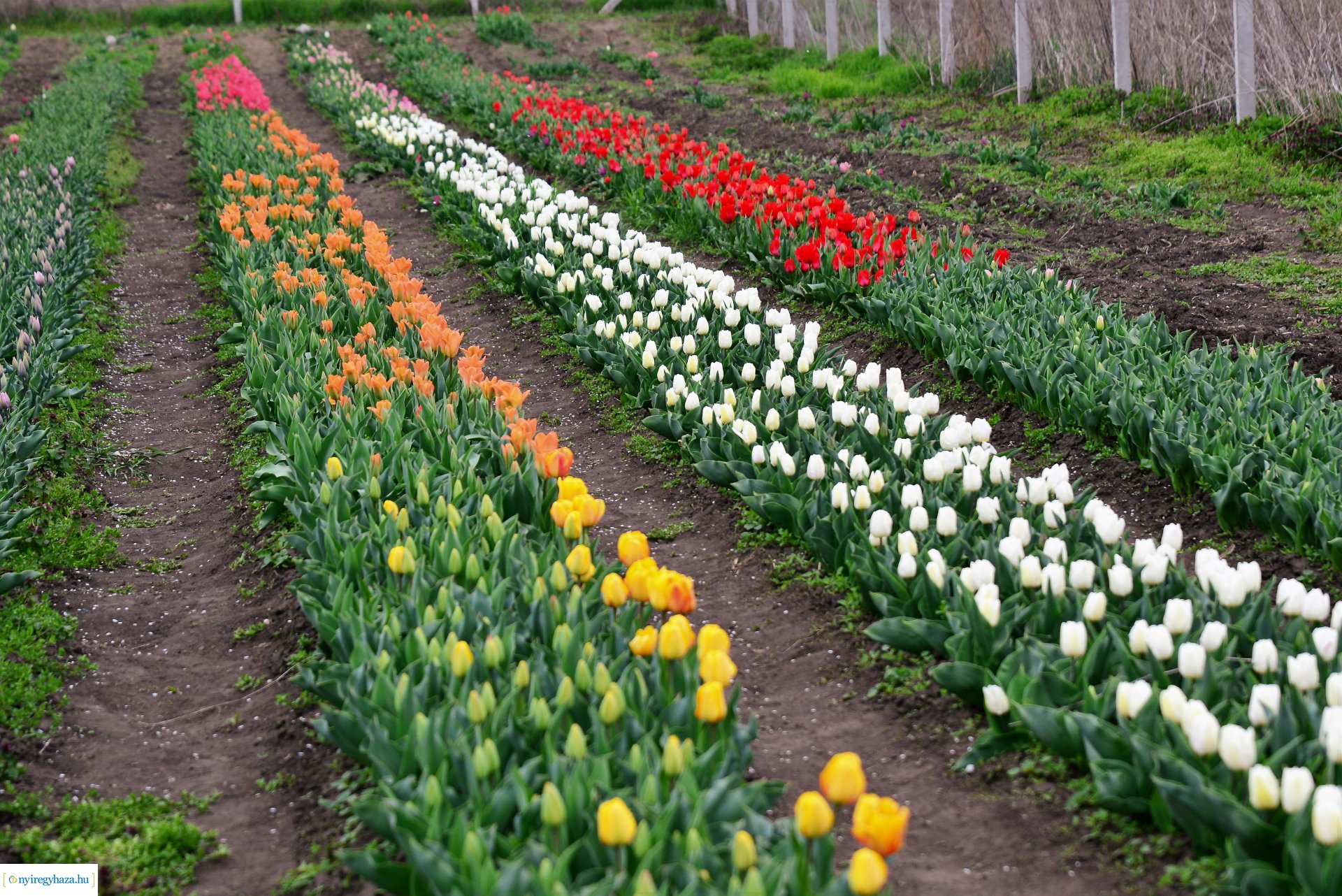 Tulipánszüret Nyíregyháza határában