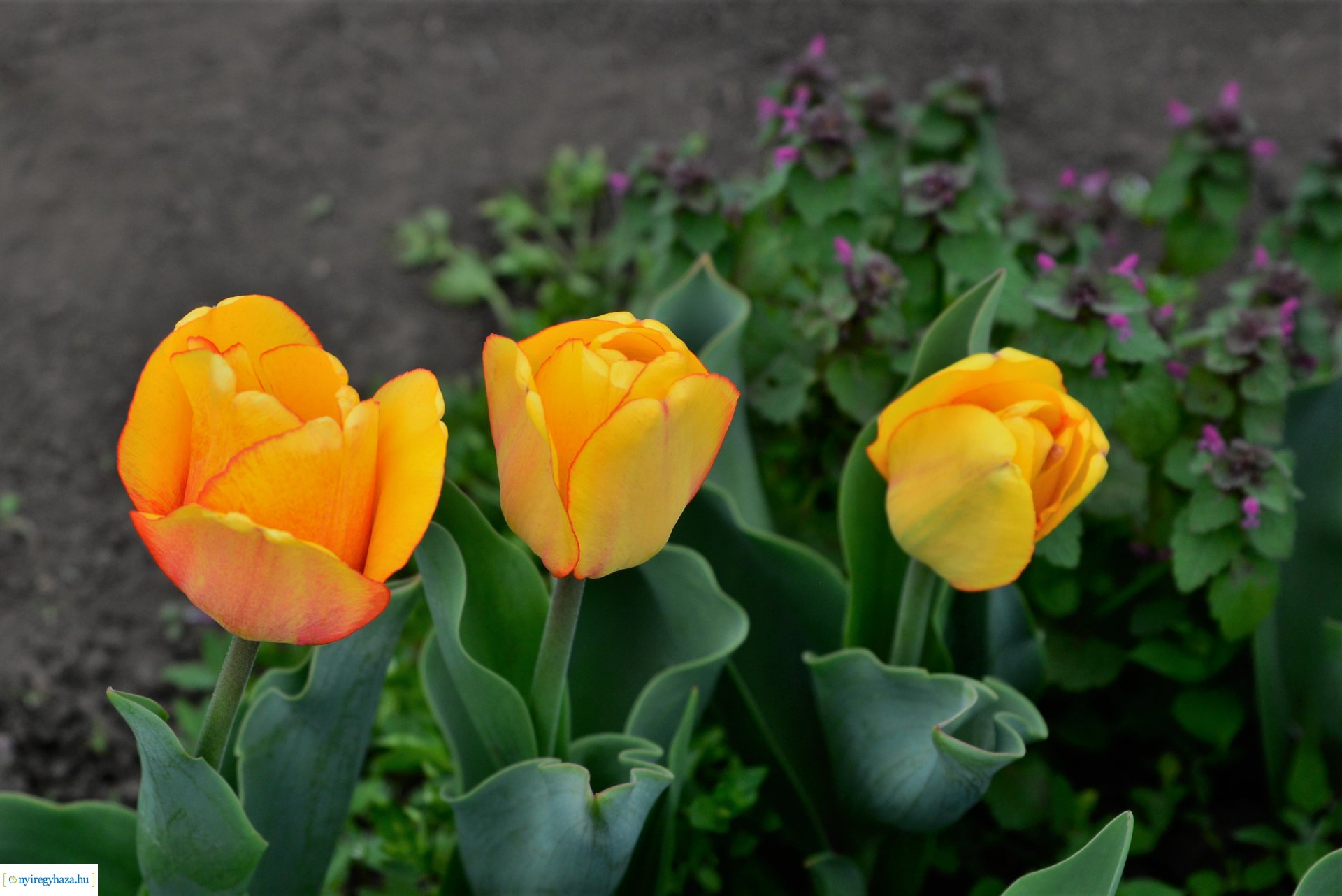 Tulipánszüret Nyíregyháza határában