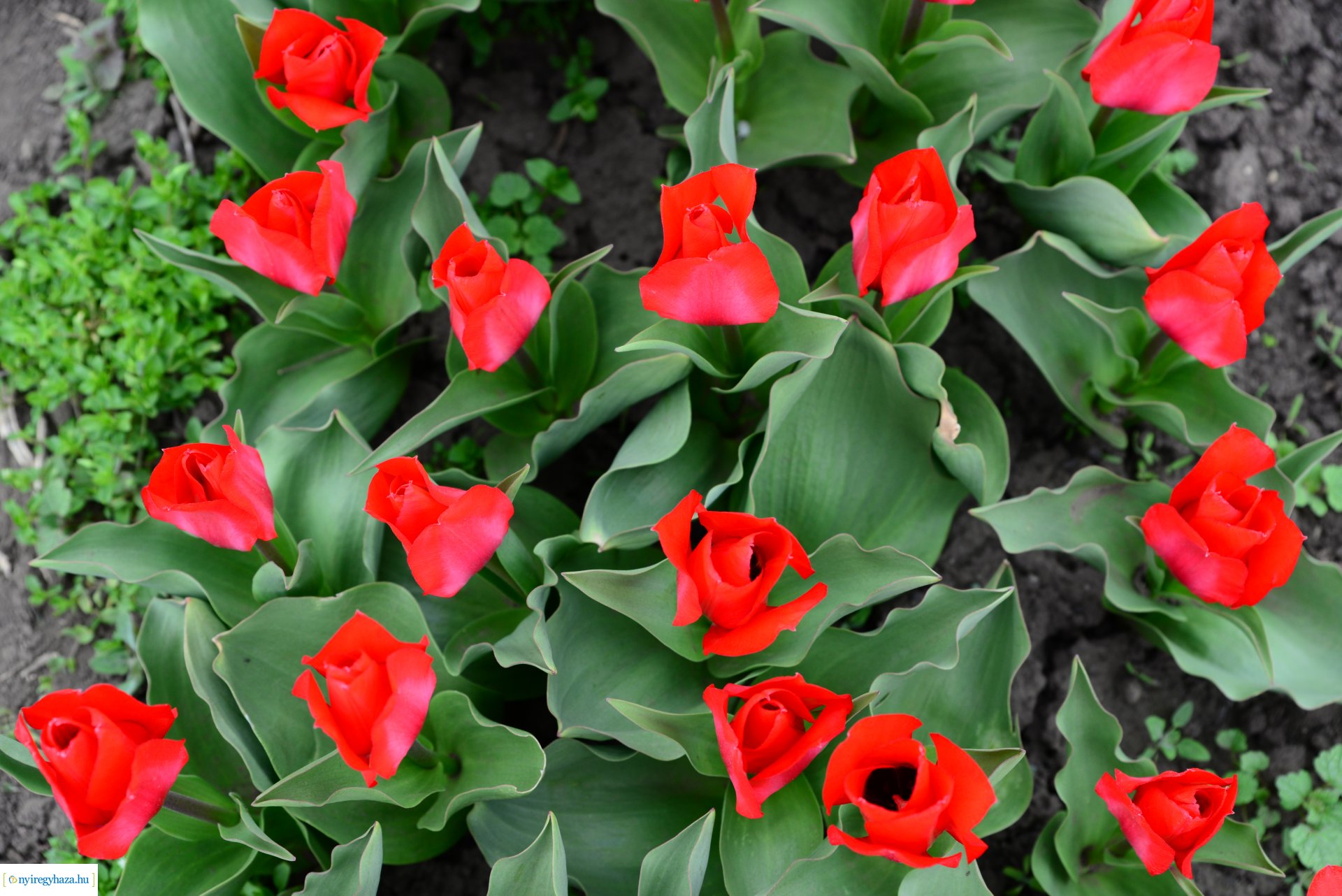 Tulipánszüret Nyíregyháza határában