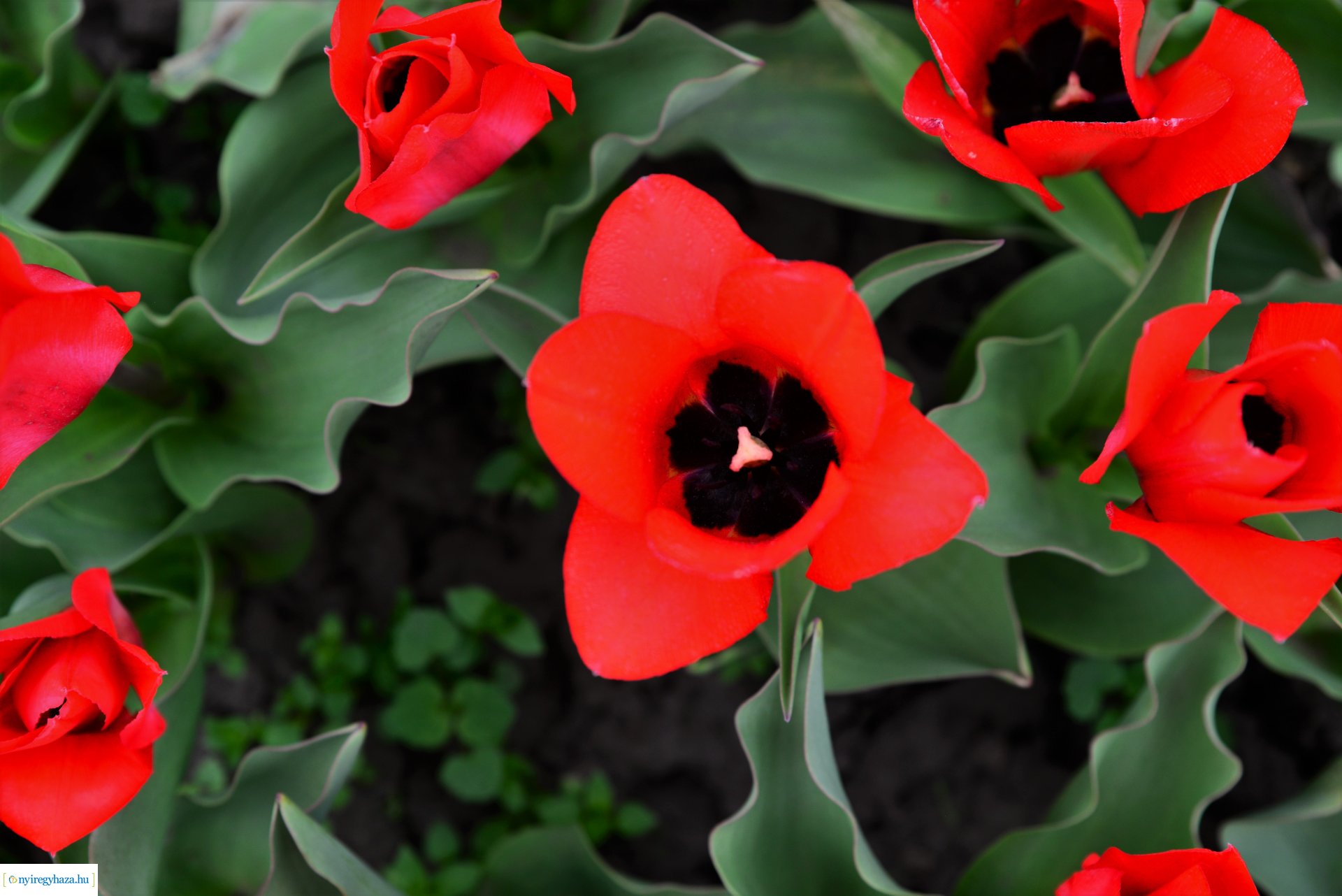 Tulipánszüret Nyíregyháza határában