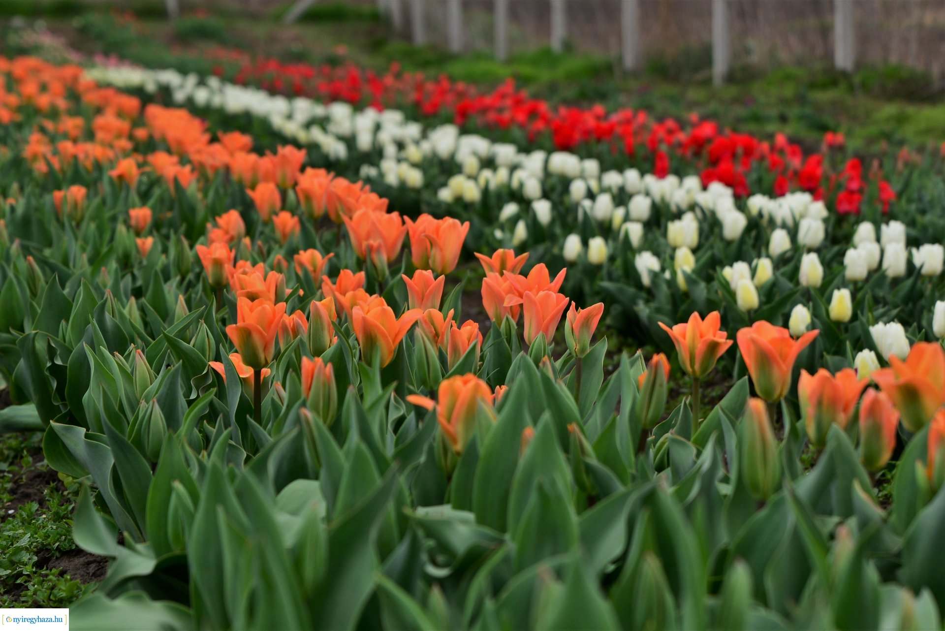 Tulipánszüret Nyíregyháza határában