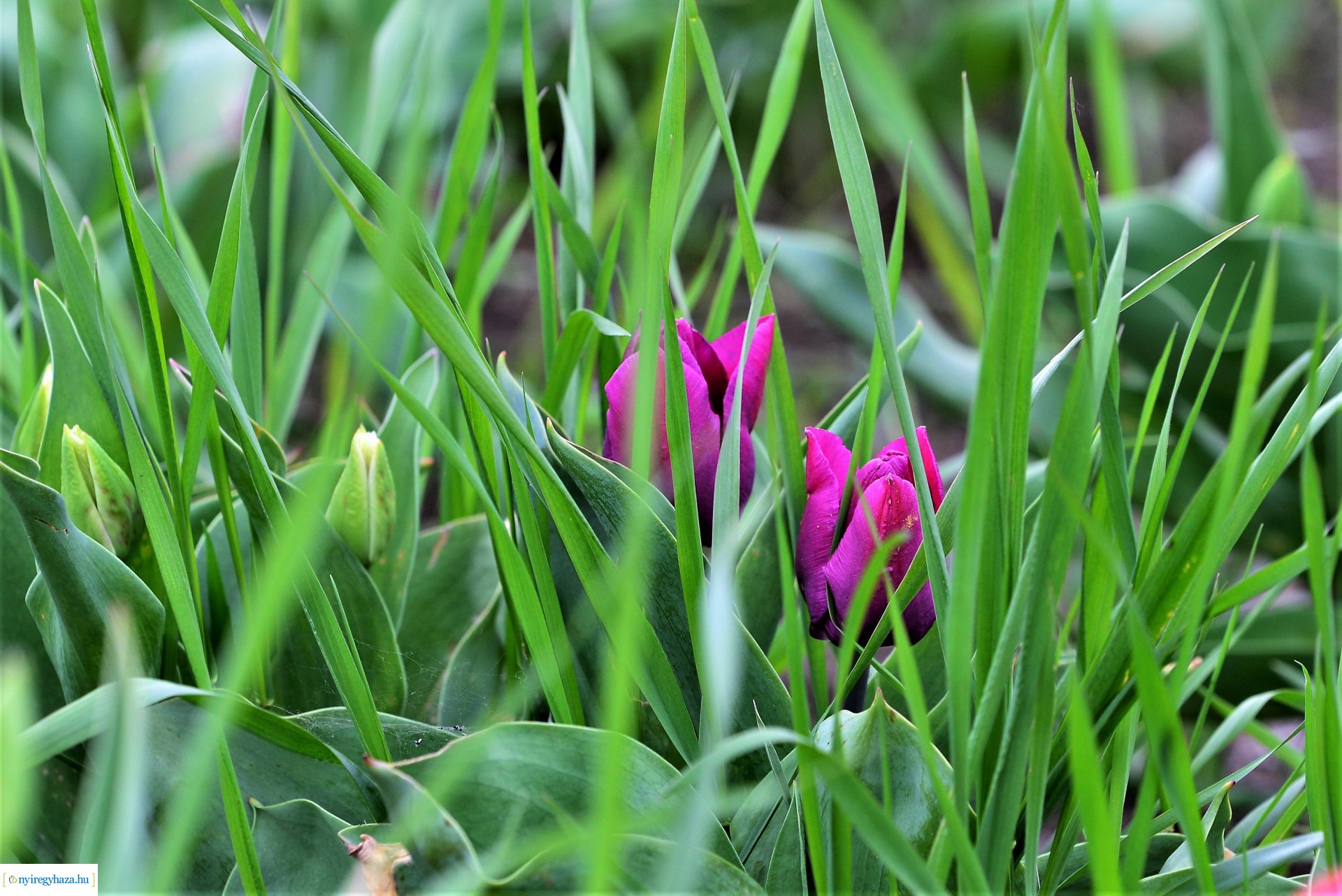 Tulipánszüret Nyíregyháza határában
