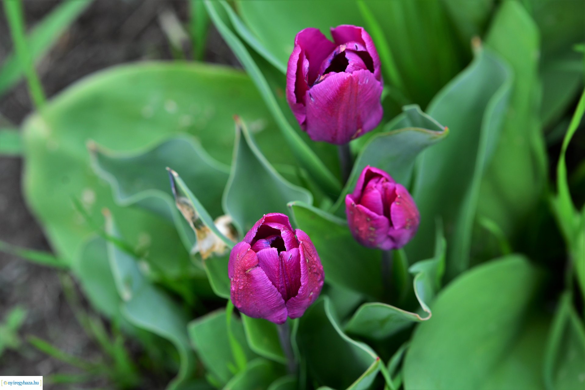 Tulipánszüret Nyíregyháza határában