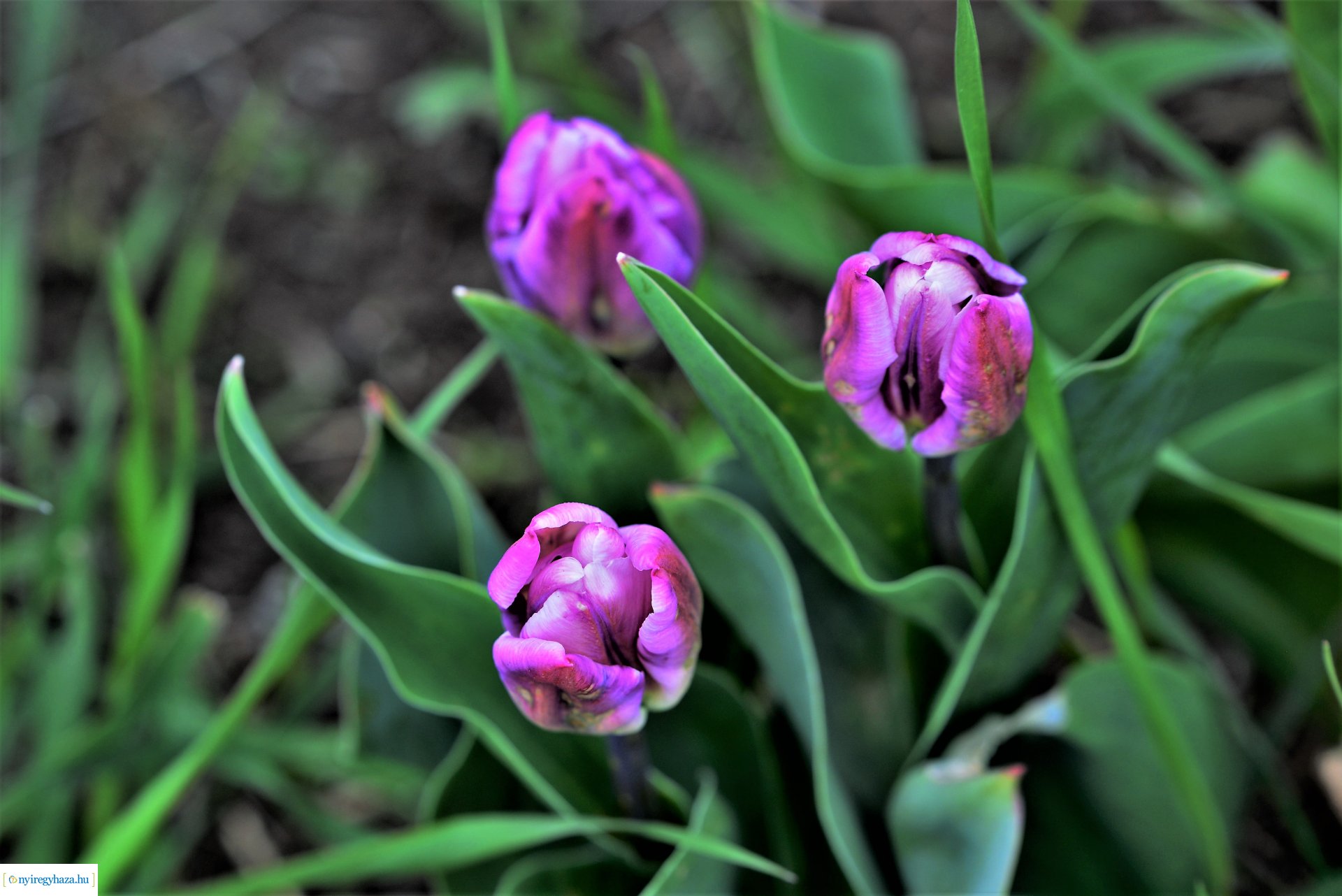 Tulipánszüret Nyíregyháza határában