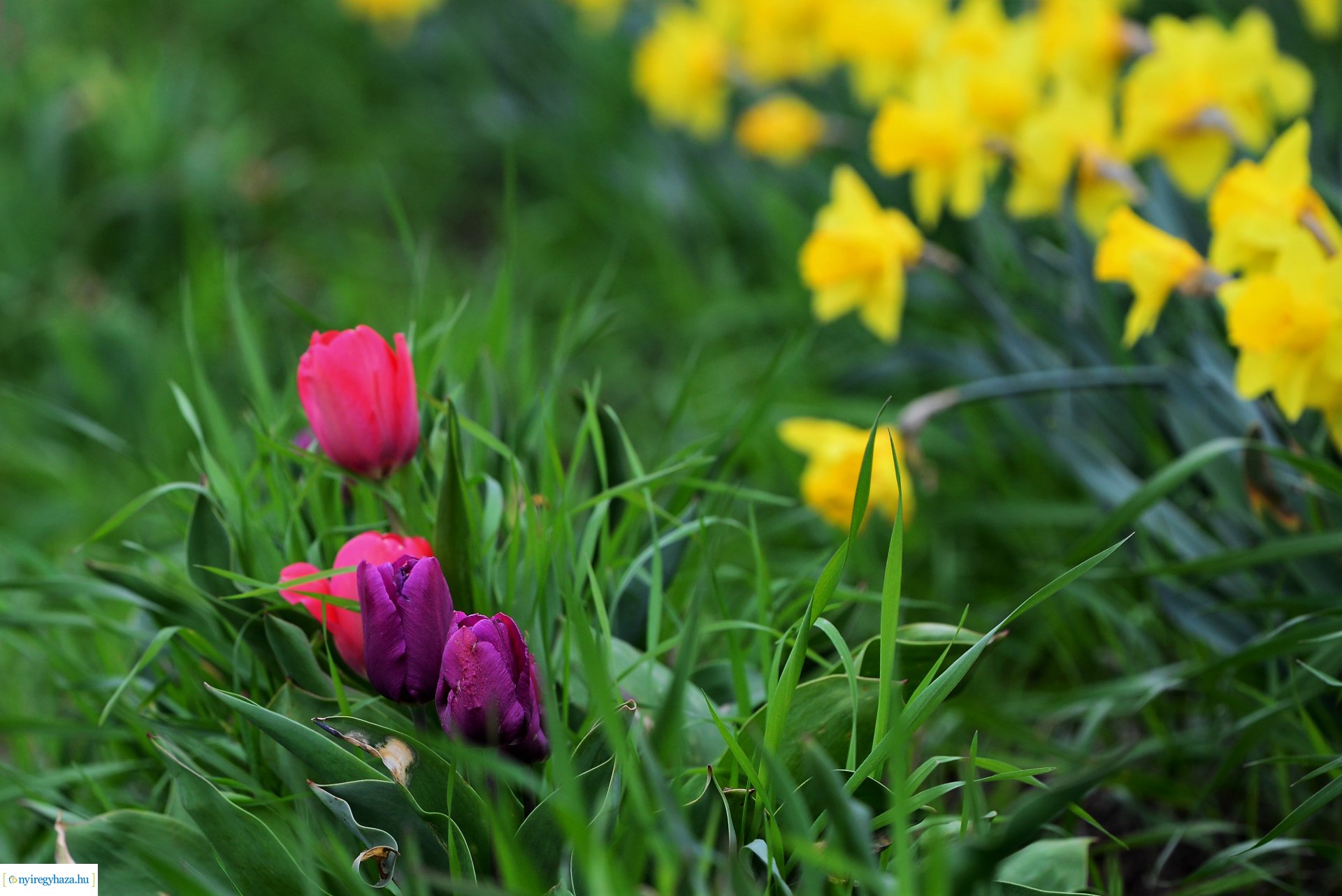 Tulipánszüret Nyíregyháza határában